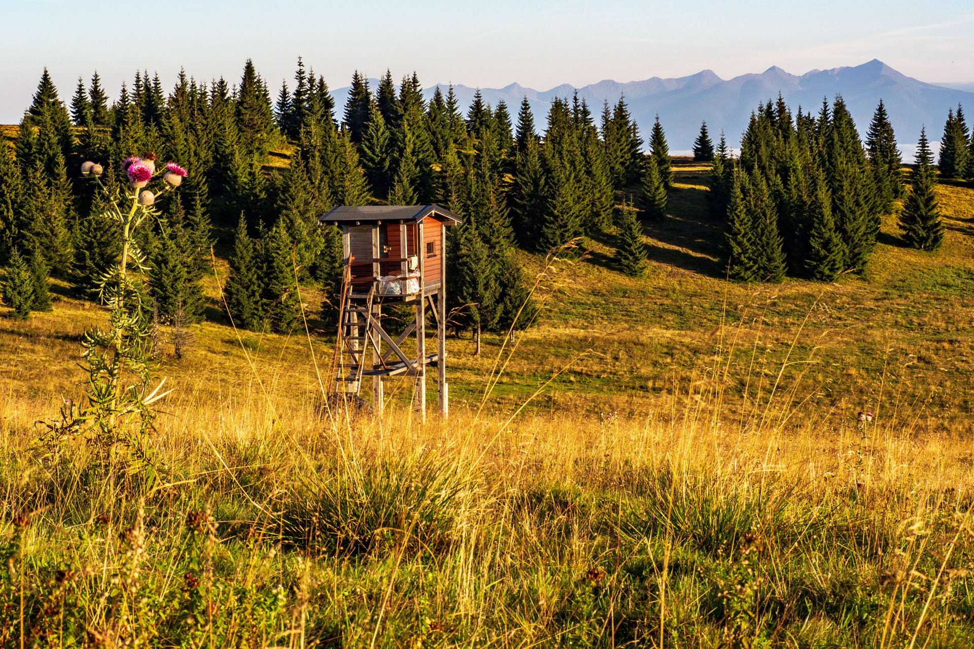 Čučoriedkový deň a Panská hoľa z Pred Soľankou (Nízke Tatry)