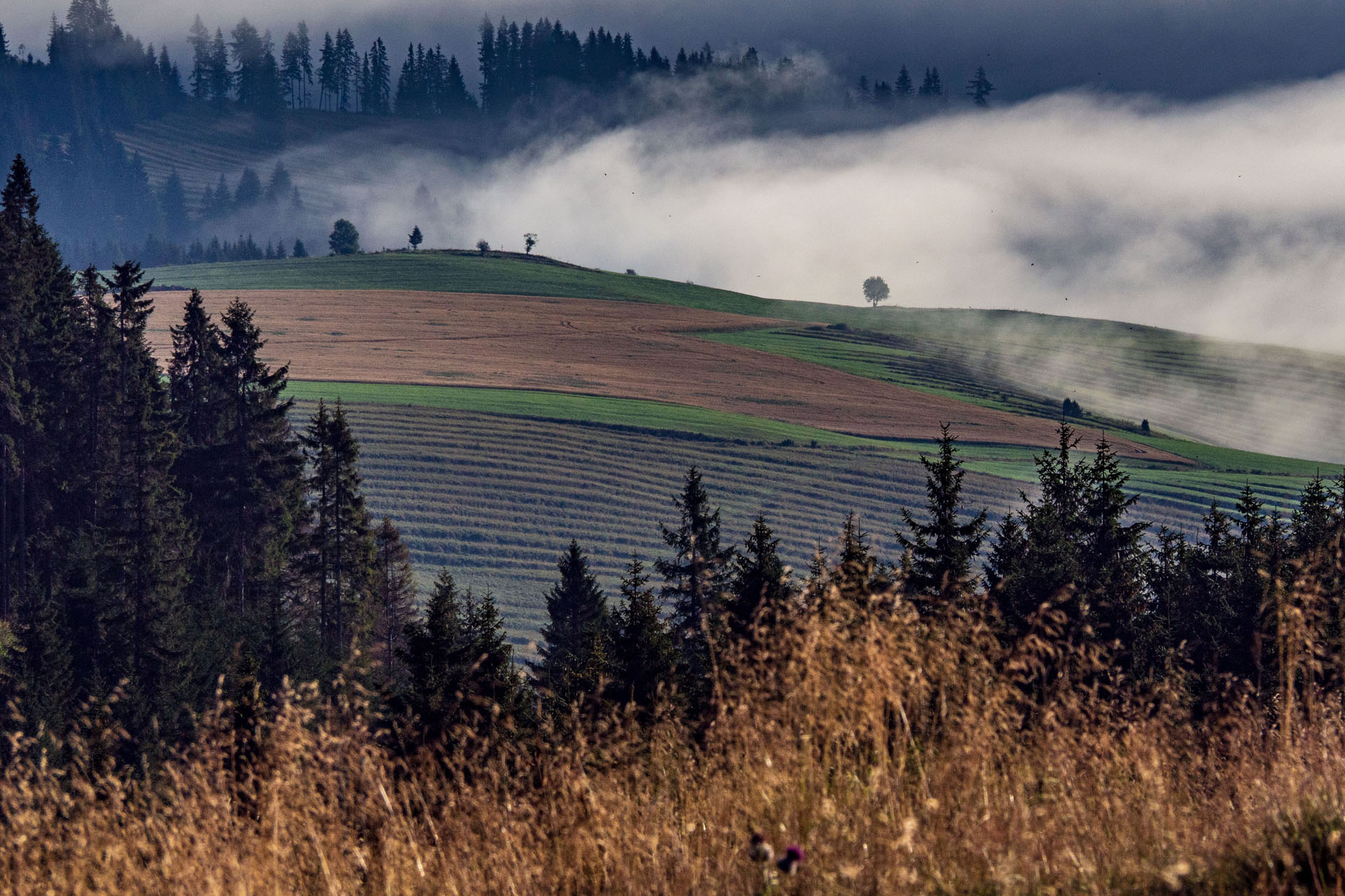 Čučoriedkový deň a Panská hoľa z Pred Soľankou (Nízke Tatry)