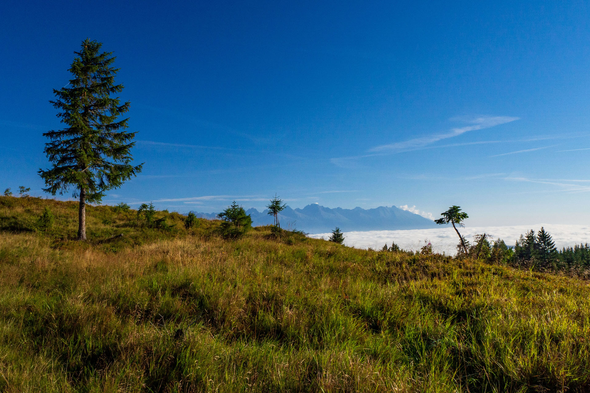 Čučoriedkový deň a Panská hoľa z Pred Soľankou (Nízke Tatry)