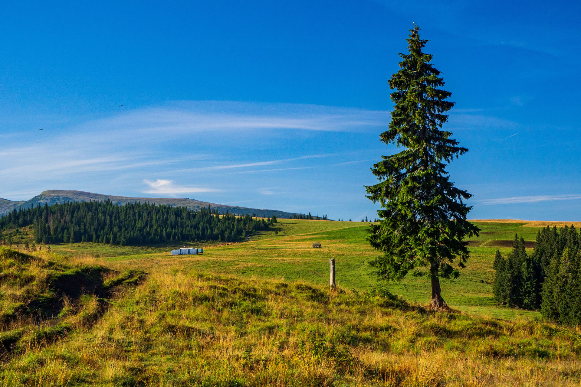 Čučoriedkový deň a Panská hoľa z Pred Soľankou (Nízke Tatry)