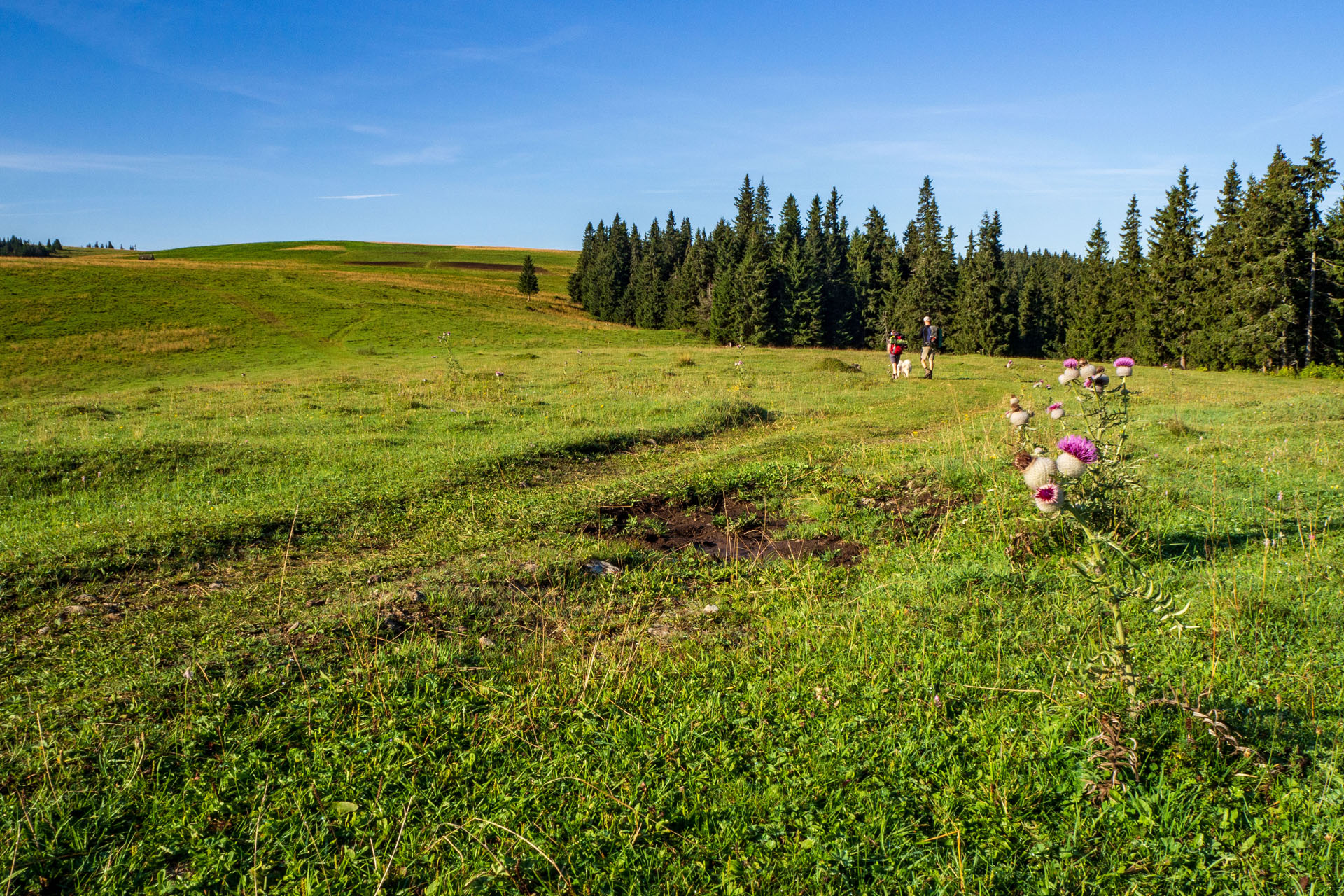 Čučoriedkový deň a Panská hoľa z Pred Soľankou (Nízke Tatry)