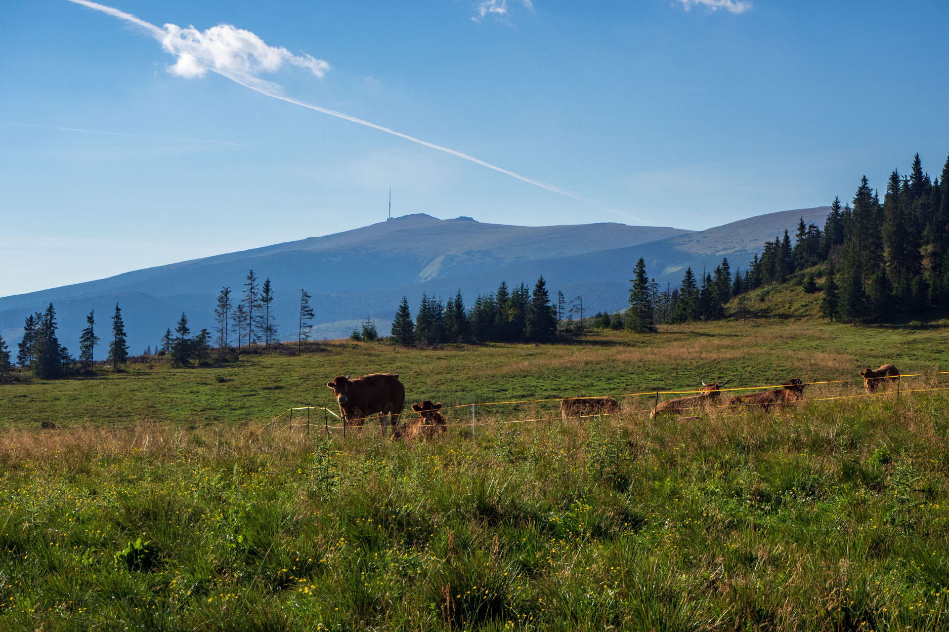 Čučoriedkový deň a Panská hoľa z Pred Soľankou (Nízke Tatry)