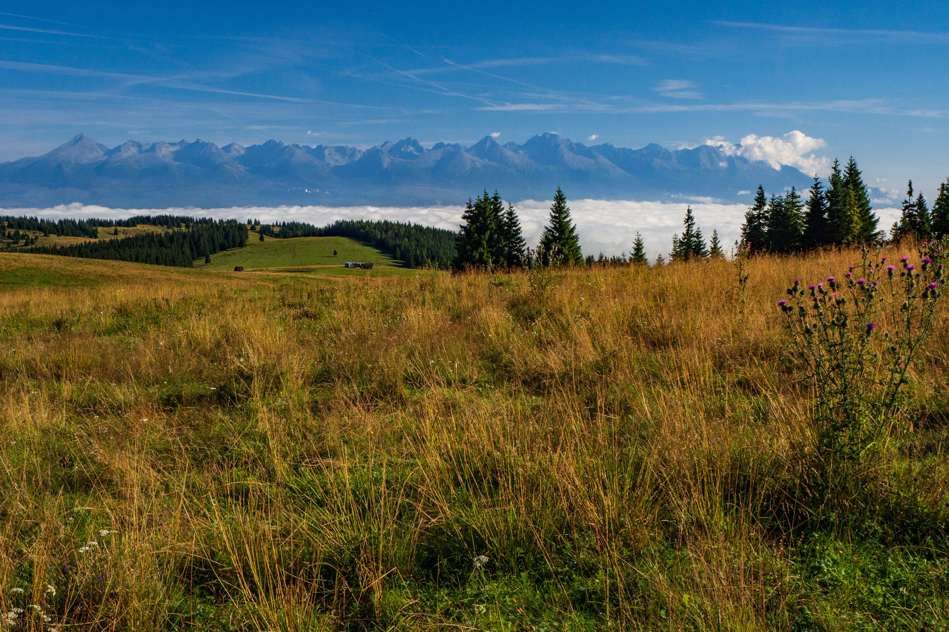 Čučoriedkový deň a Panská hoľa z Pred Soľankou (Nízke Tatry)