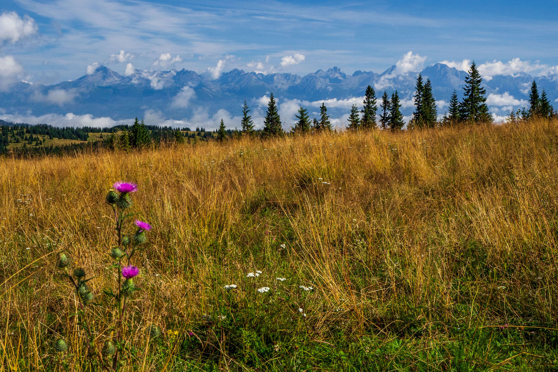 Čučoriedkový deň a Panská hoľa z Pred Soľankou (Nízke Tatry)