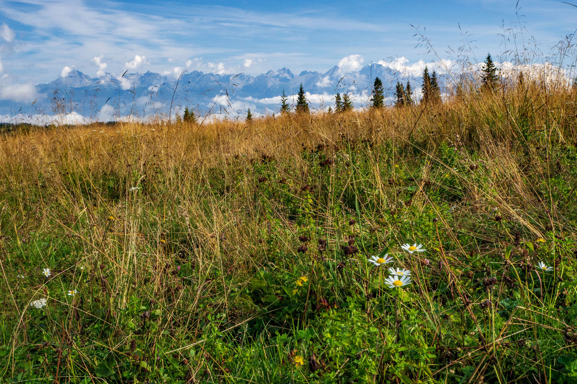 Čučoriedkový deň a Panská hoľa z Pred Soľankou (Nízke Tatry)