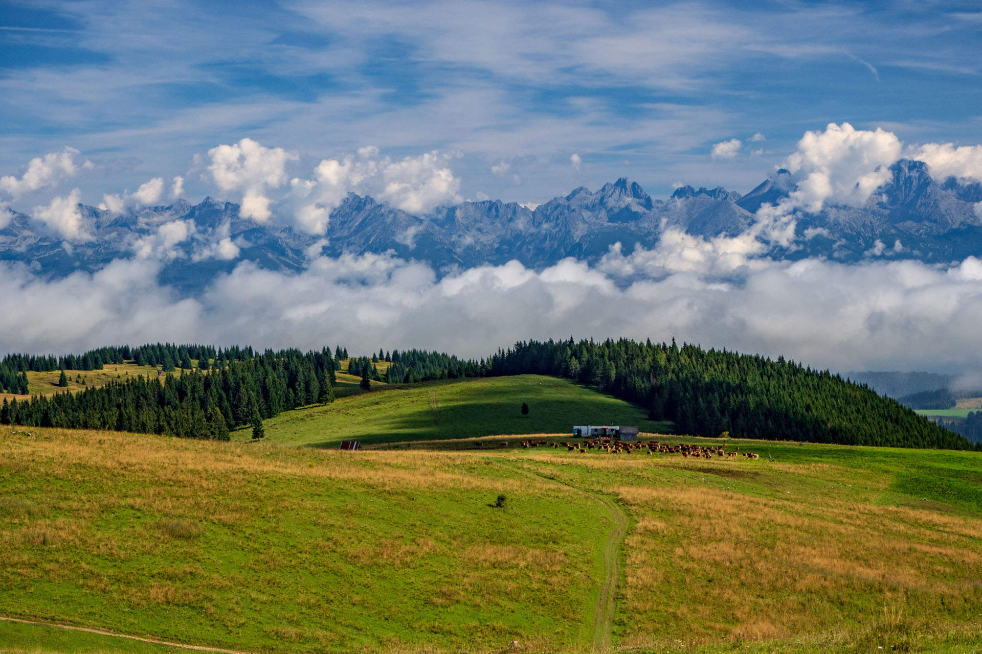 Čučoriedkový deň a Panská hoľa z Pred Soľankou (Nízke Tatry)