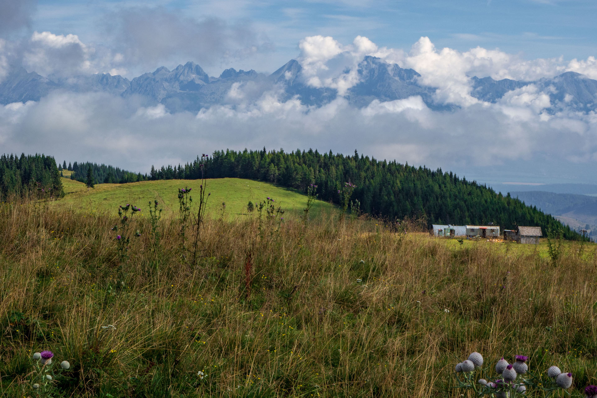 Čučoriedkový deň a Panská hoľa z Pred Soľankou (Nízke Tatry)