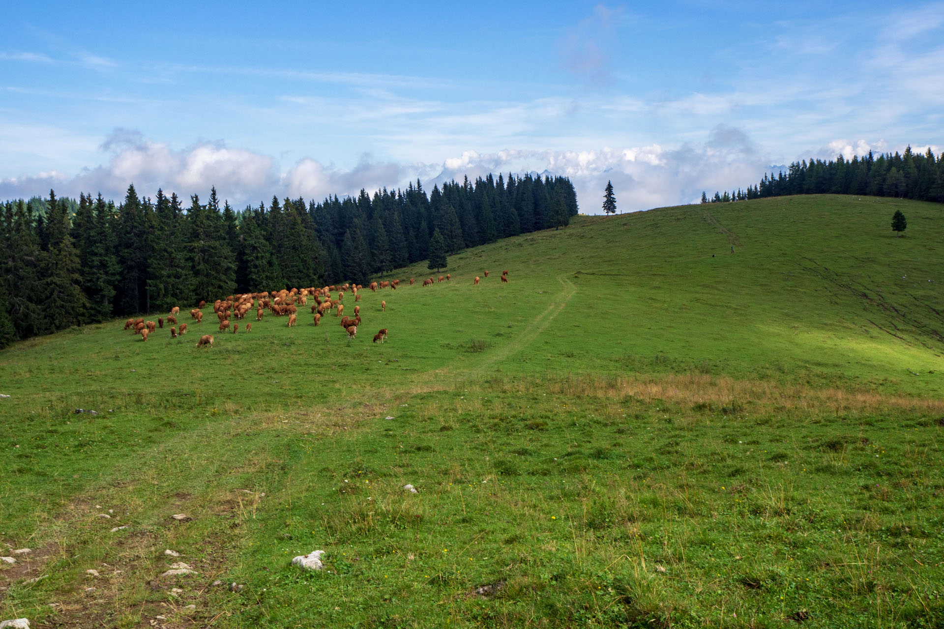 Čučoriedkový deň a Panská hoľa z Pred Soľankou (Nízke Tatry)