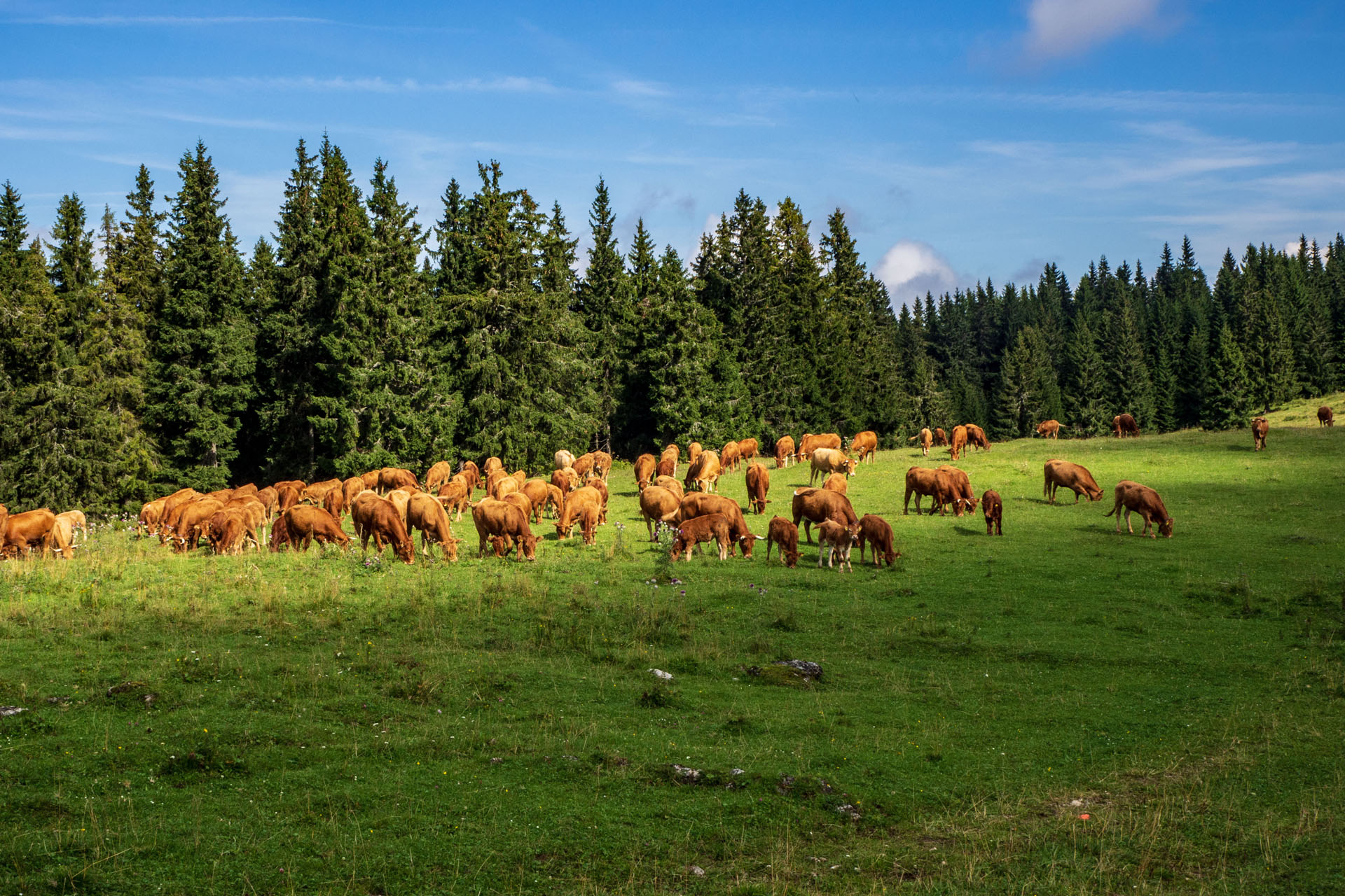 Čučoriedkový deň a Panská hoľa z Pred Soľankou (Nízke Tatry)