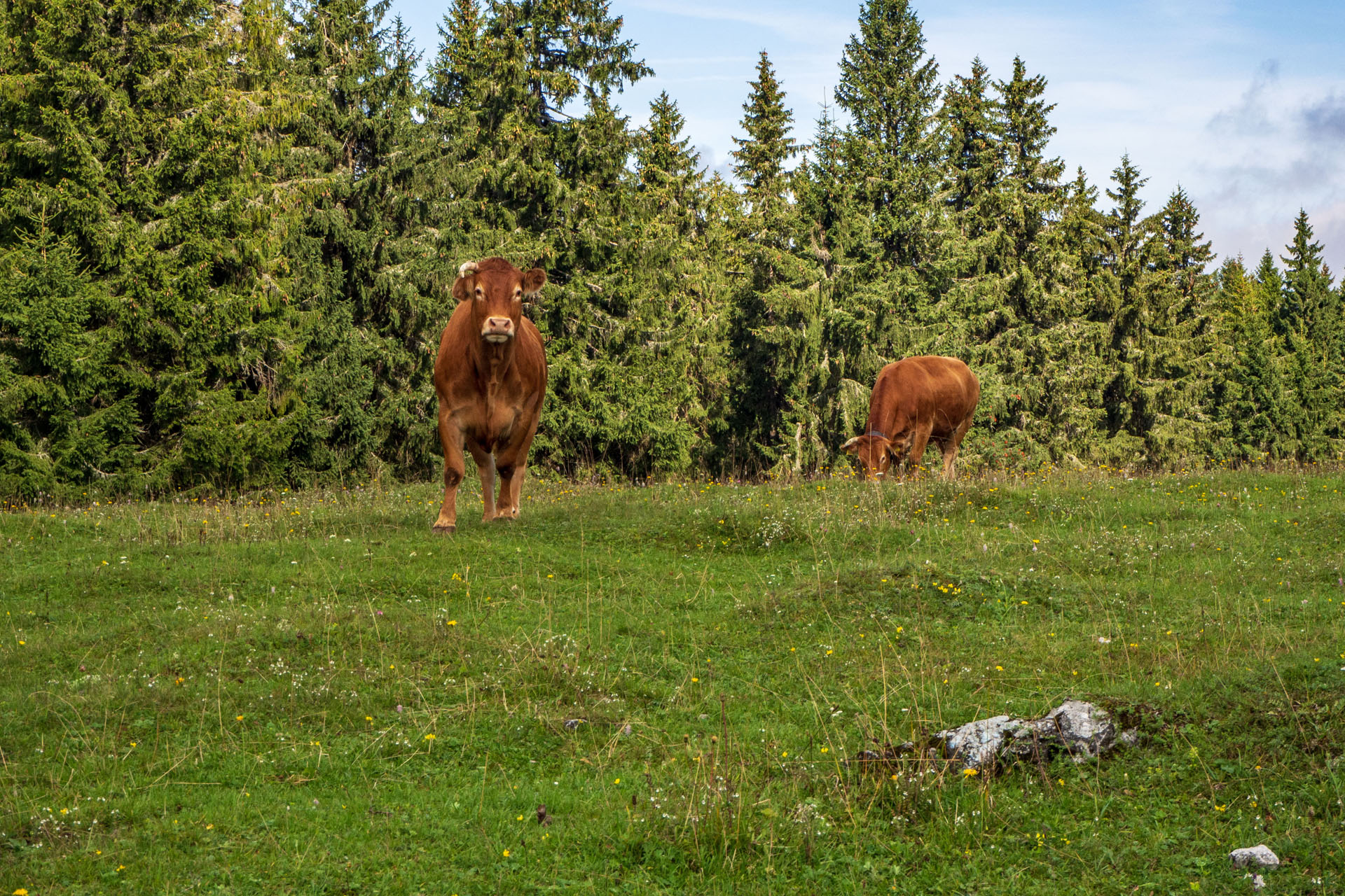 Čučoriedkový deň a Panská hoľa z Pred Soľankou (Nízke Tatry)