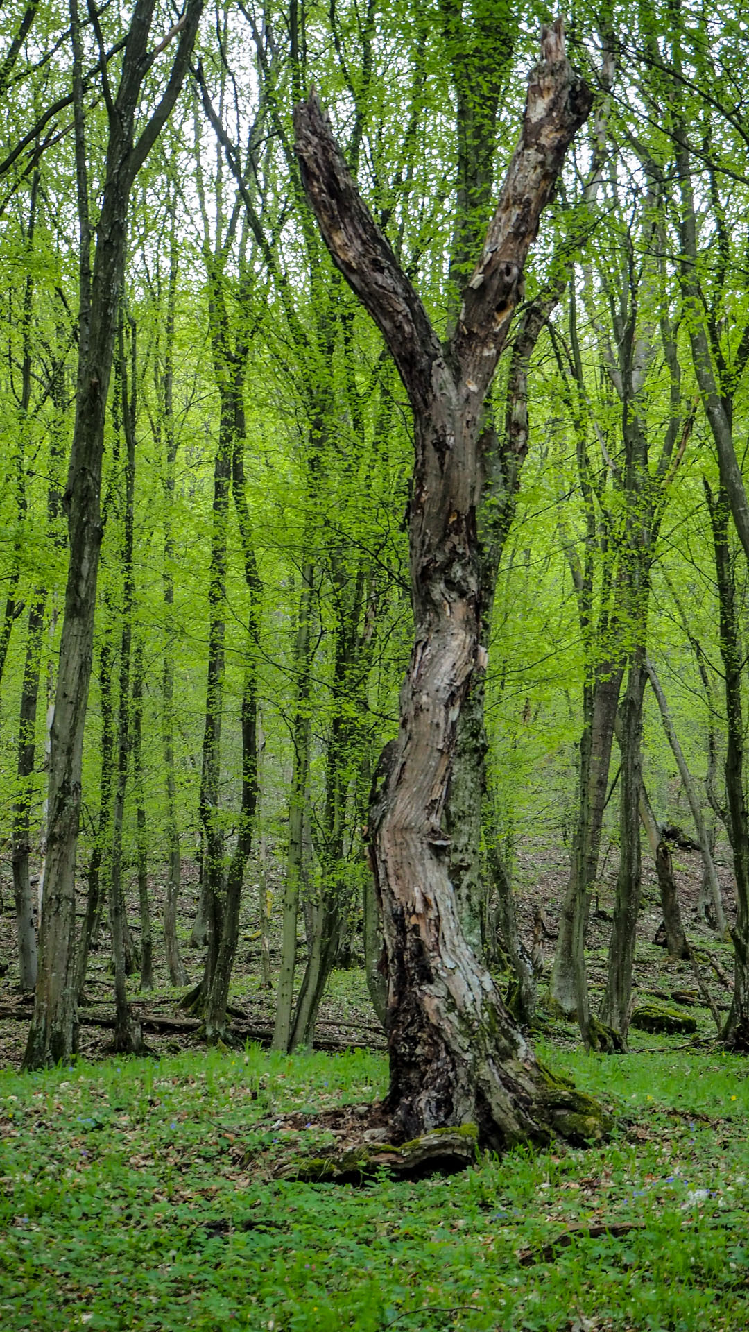 Derenk (Drienky) a hrad Szádvár (Aggteleki-karszt)