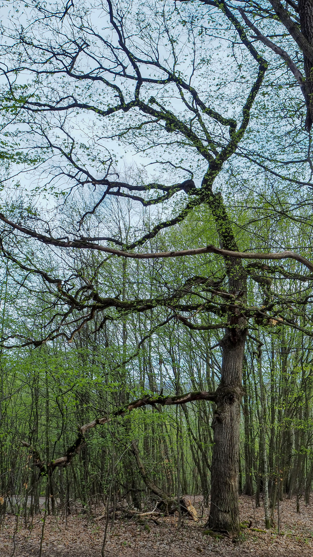 Derenk (Drienky) a hrad Szádvár (Aggteleki-karszt)