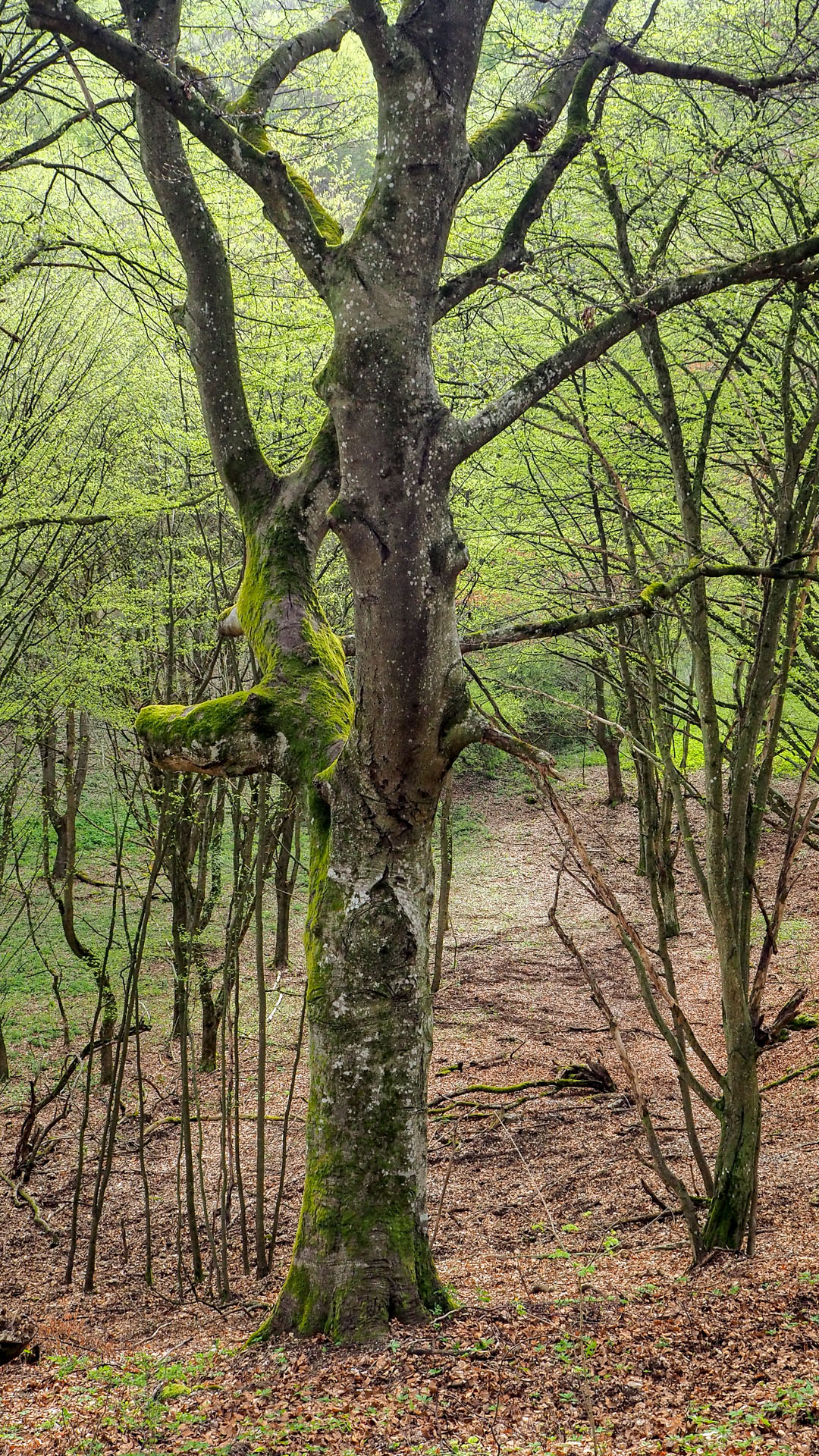 Derenk (Drienky) a hrad Szádvár (Aggteleki-karszt)