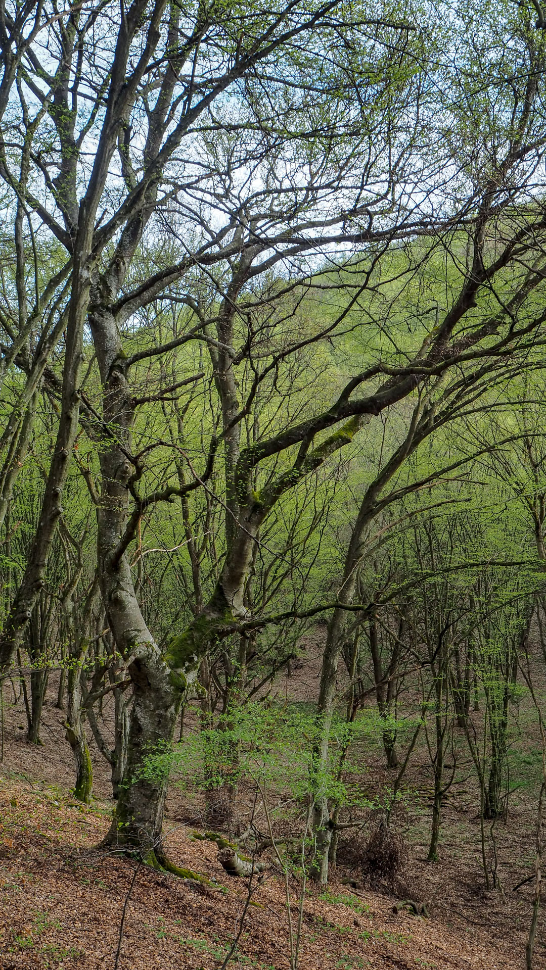 Derenk (Drienky) a hrad Szádvár (Aggteleki-karszt)