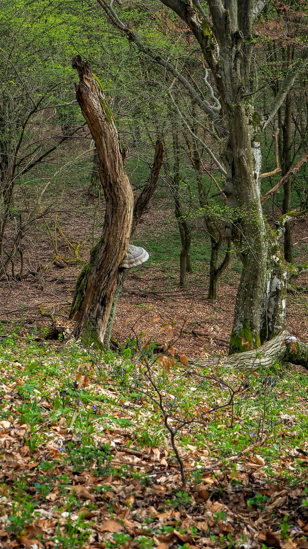 Derenk (Drienky) a hrad Szádvár (Aggteleki-karszt)