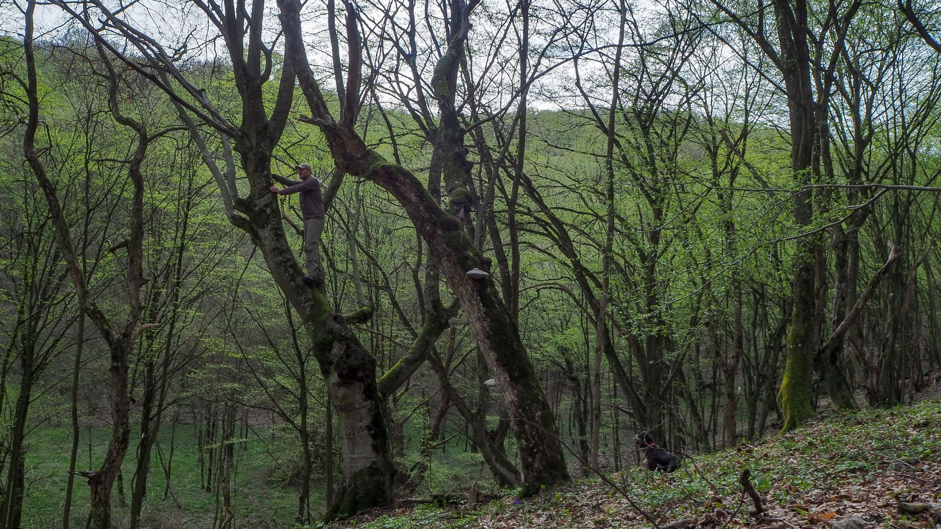 Derenk (Drienky) a hrad Szádvár (Aggteleki-karszt)