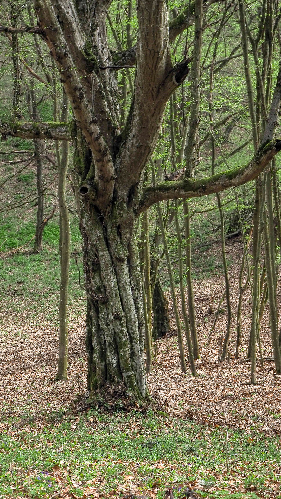 Derenk (Drienky) a hrad Szádvár (Aggteleki-karszt)