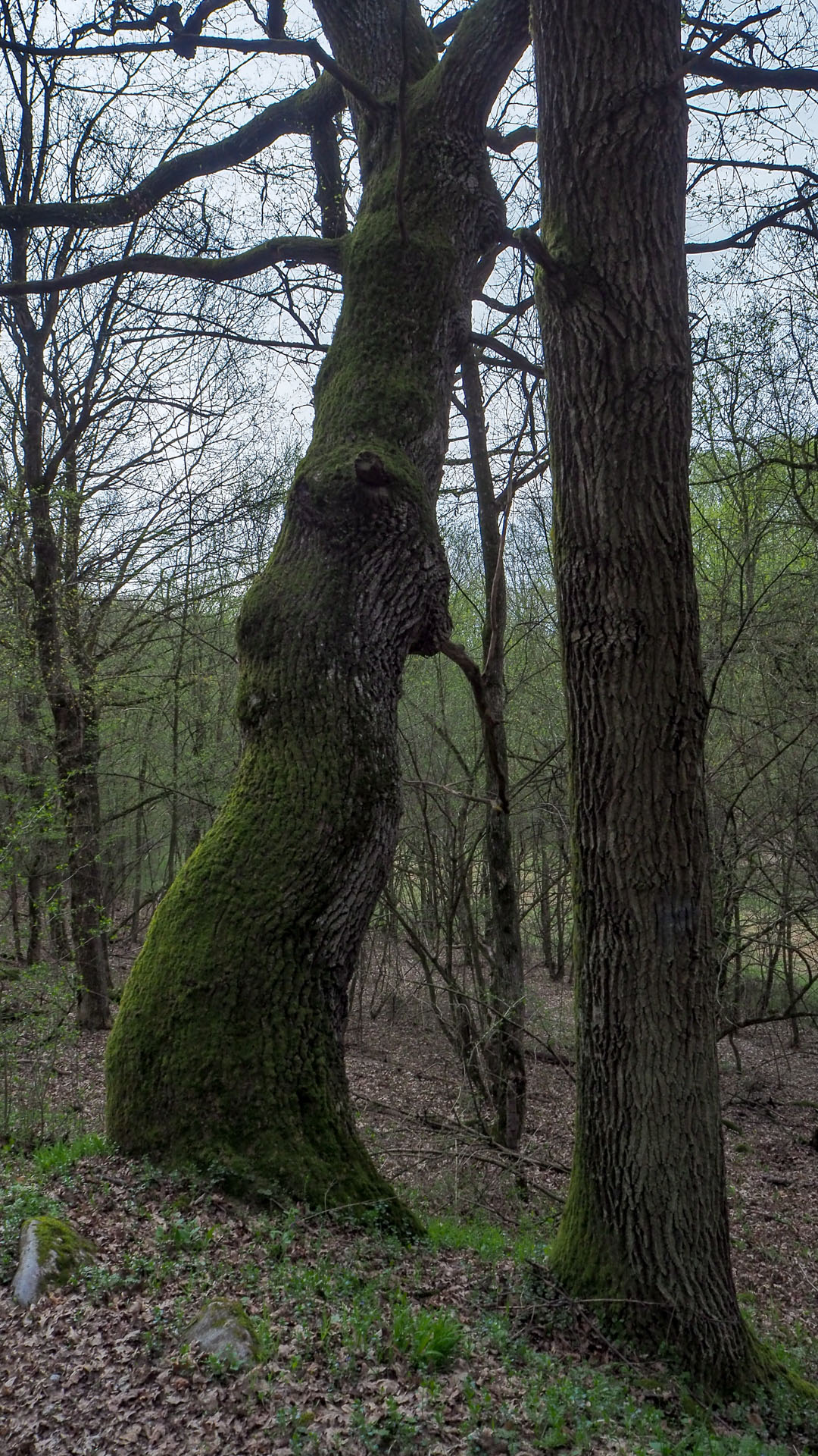 Derenk (Drienky) a hrad Szádvár (Aggteleki-karszt)