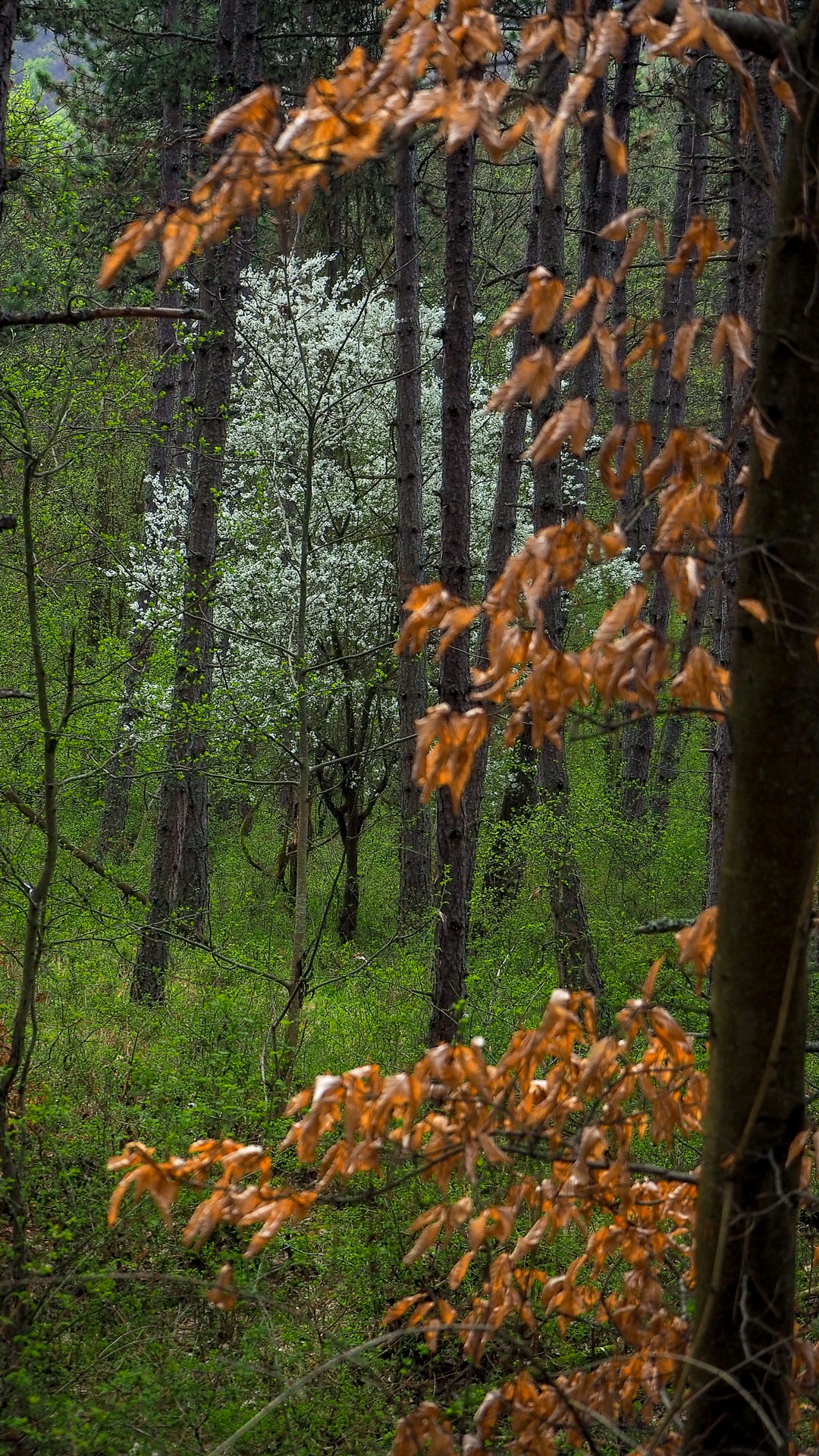 Derenk (Drienky) a hrad Szádvár (Aggteleki-karszt)