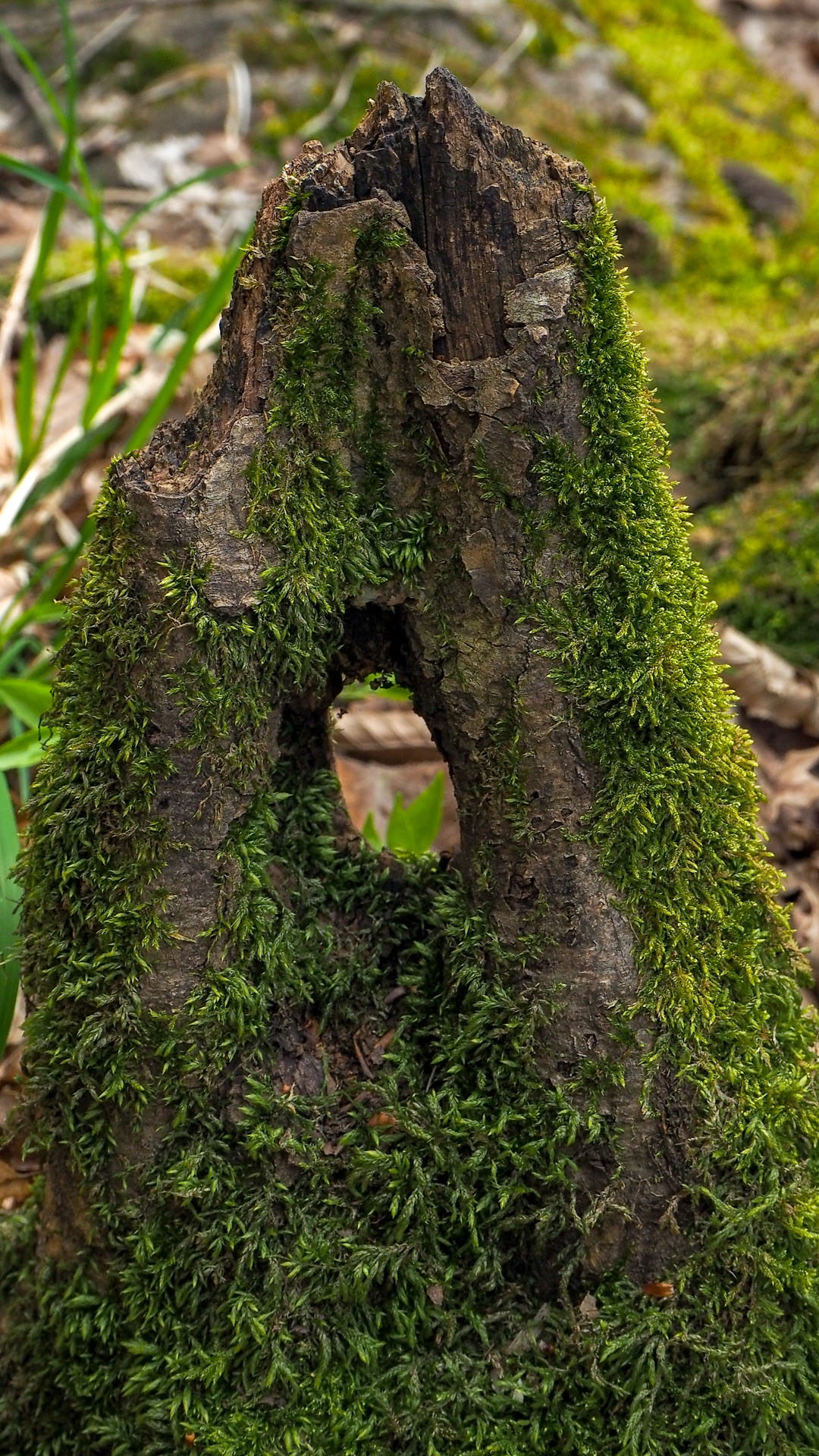 Derenk (Drienky) a hrad Szádvár (Aggteleki-karszt)