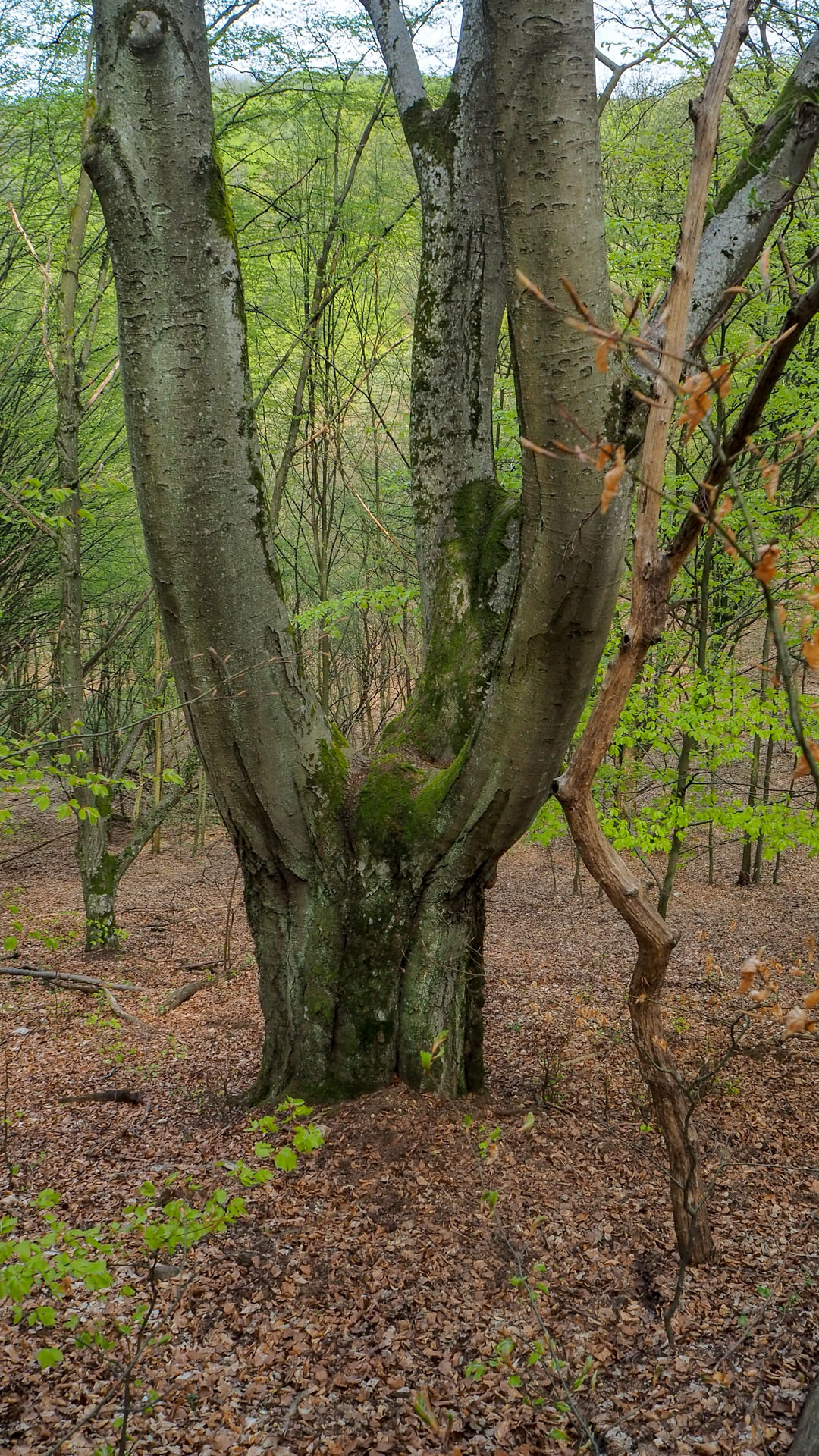 Derenk (Drienky) a hrad Szádvár (Aggteleki-karszt)