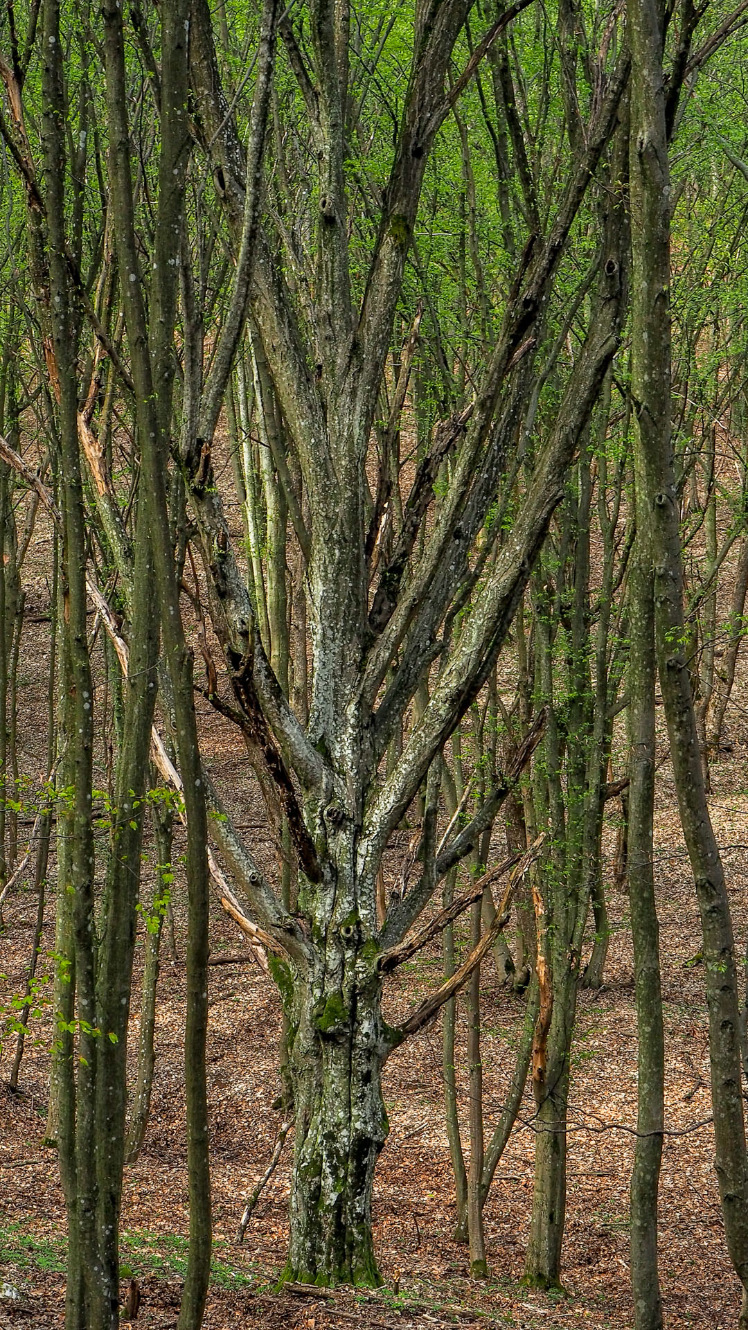 Derenk (Drienky) a hrad Szádvár (Aggteleki-karszt)