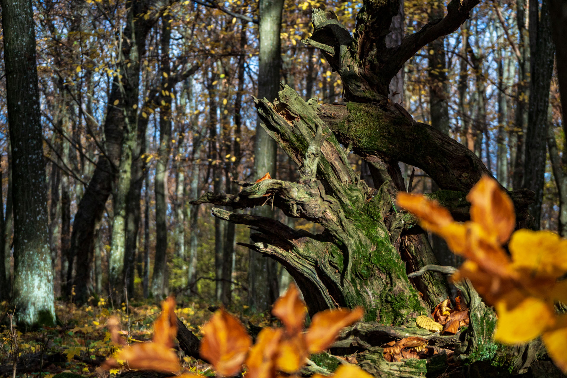 Dievčenská skala z Jablonovského sedla (Slovenský kras)