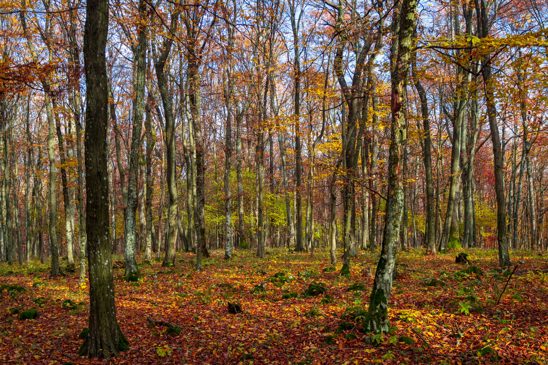 Dievčenská skala z Jablonovského sedla (Slovenský kras)