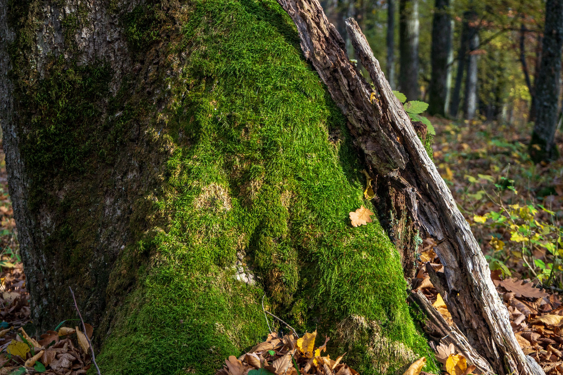 Dievčenská skala z Jablonovského sedla (Slovenský kras)