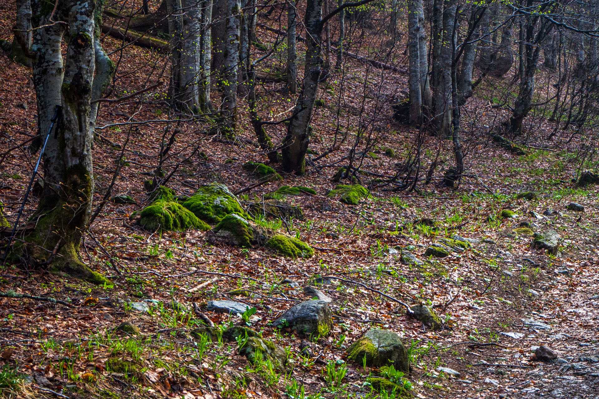 Ďumbier cez Štefáničku (Nízke Tatry)