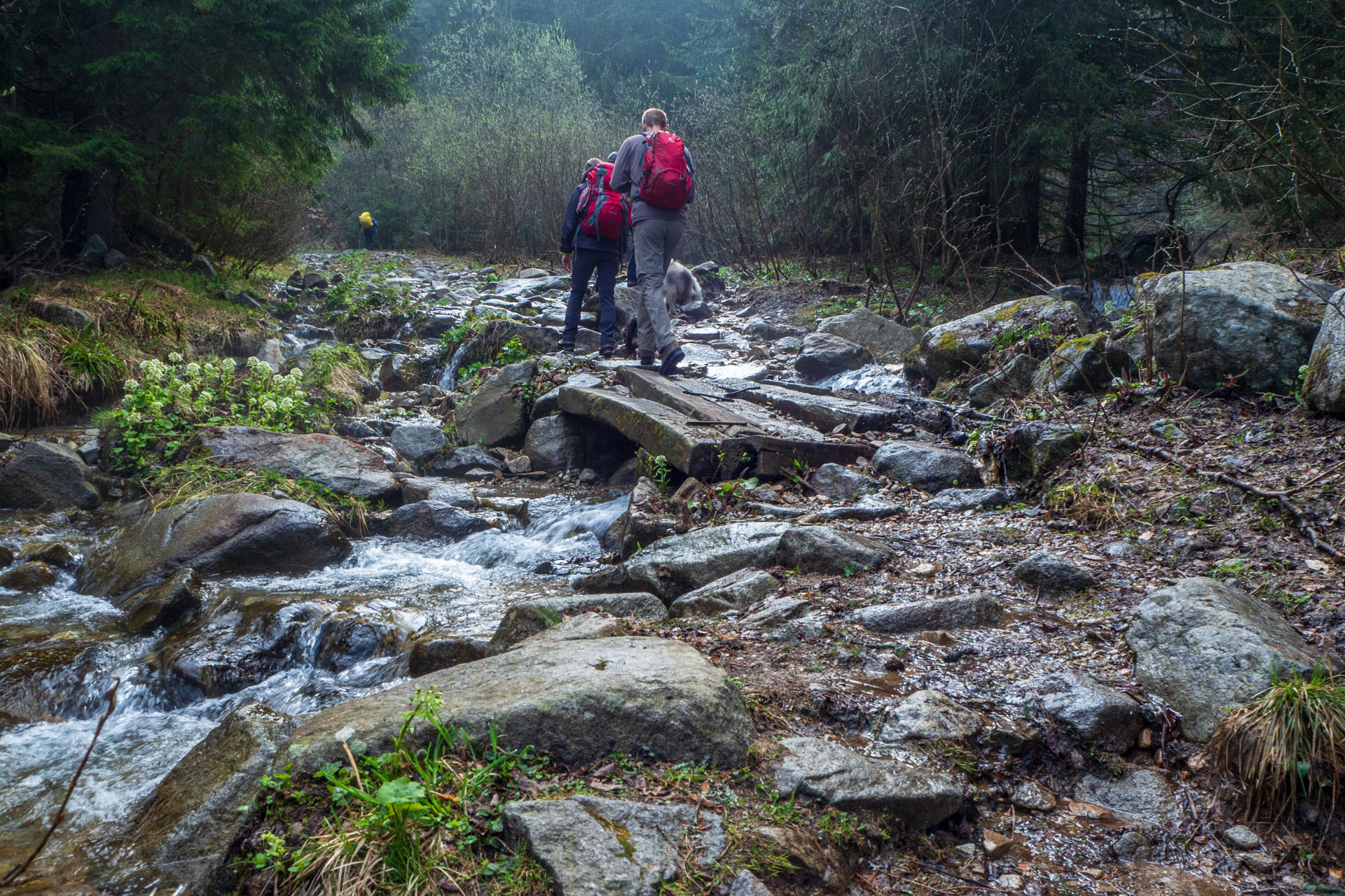 Ďumbier cez Štefáničku (Nízke Tatry)