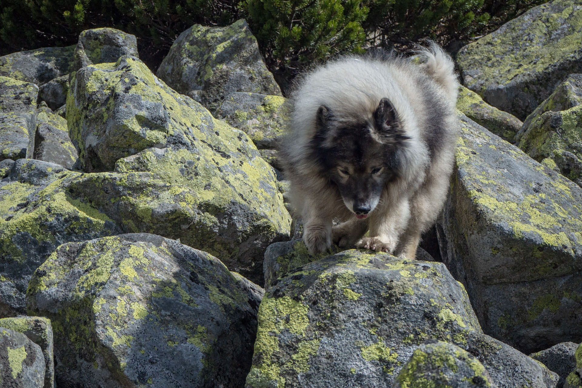 Ďumbier cez Štefáničku (Nízke Tatry)