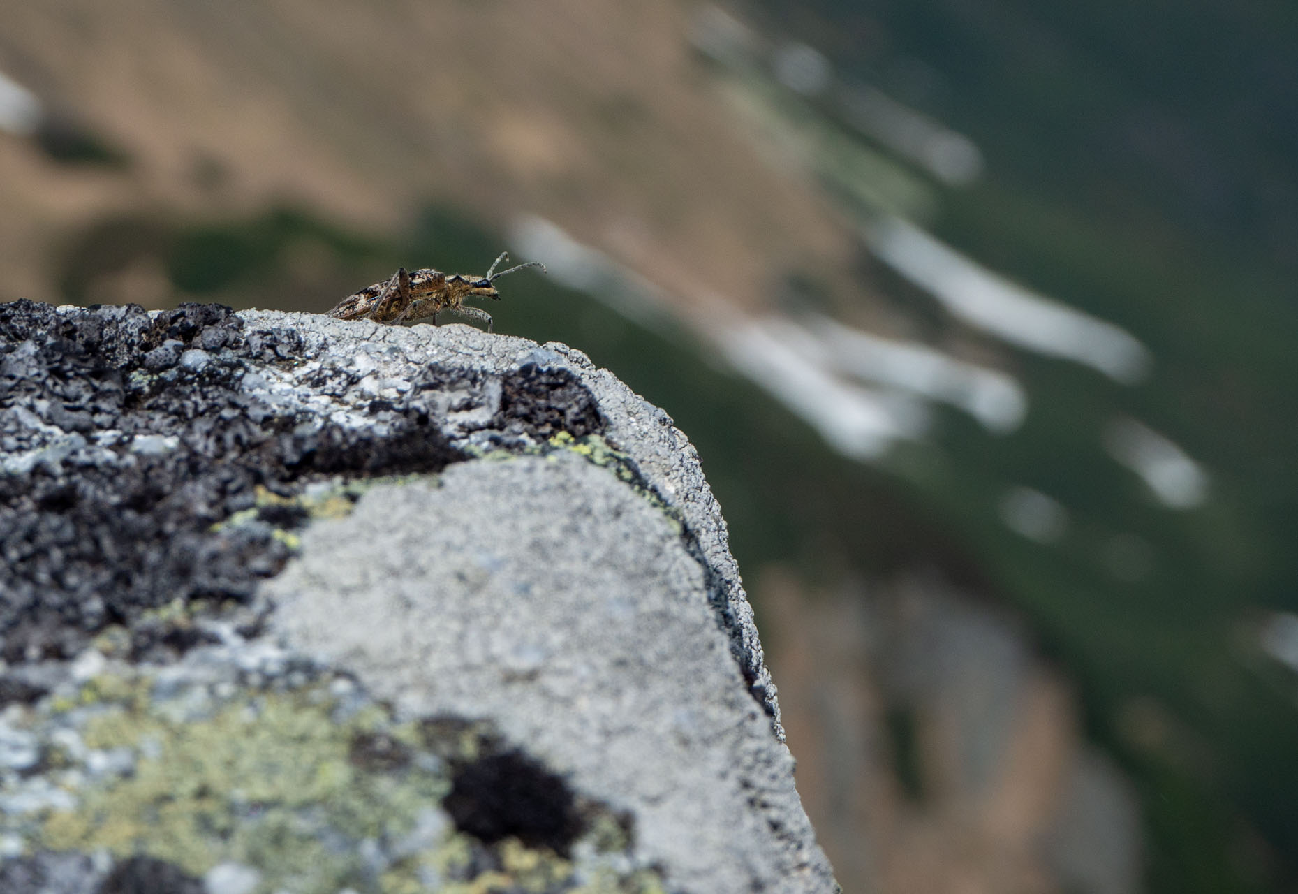 Ďumbier cez Štefáničku (Nízke Tatry)