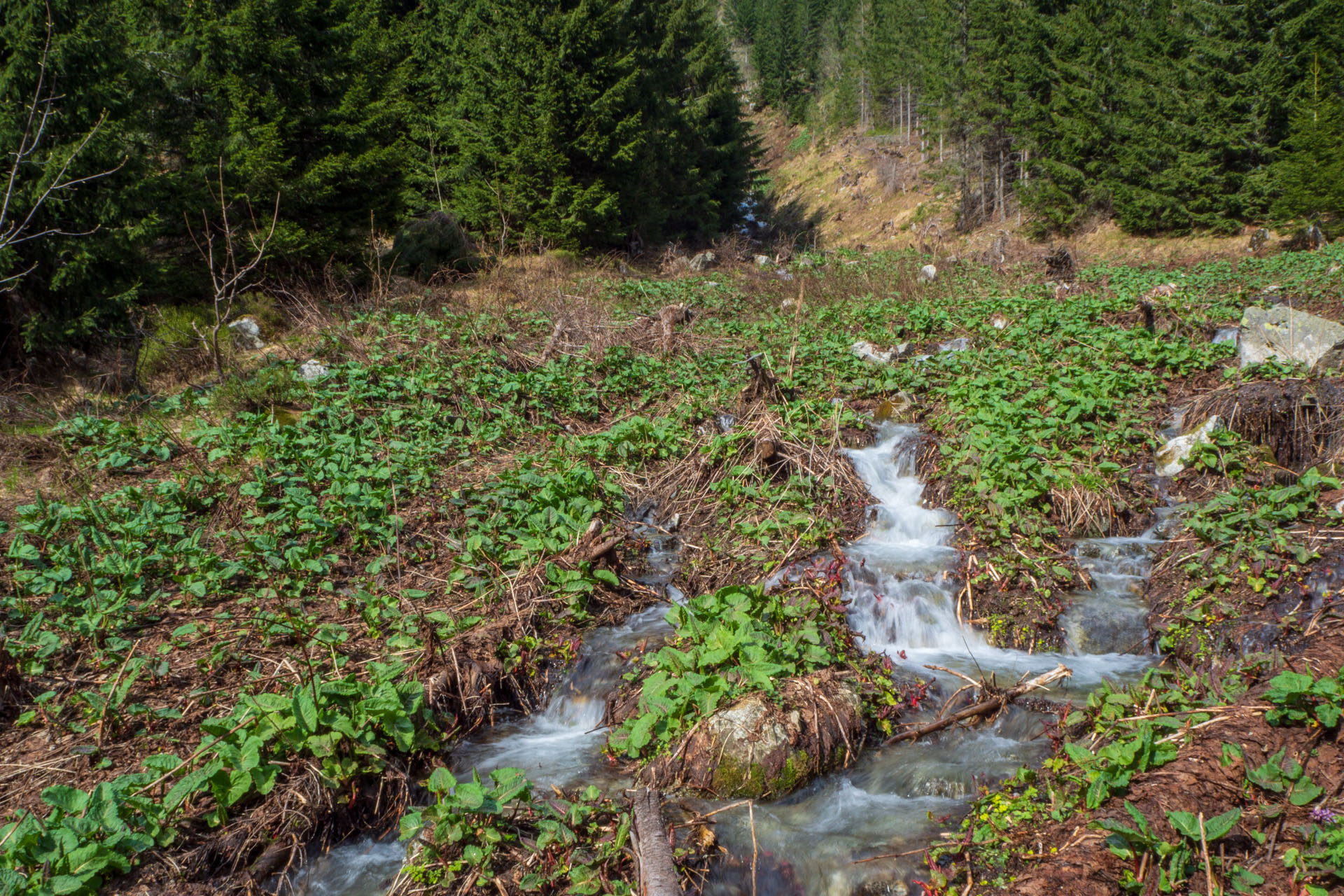 Ďumbier cez Štefáničku (Nízke Tatry)