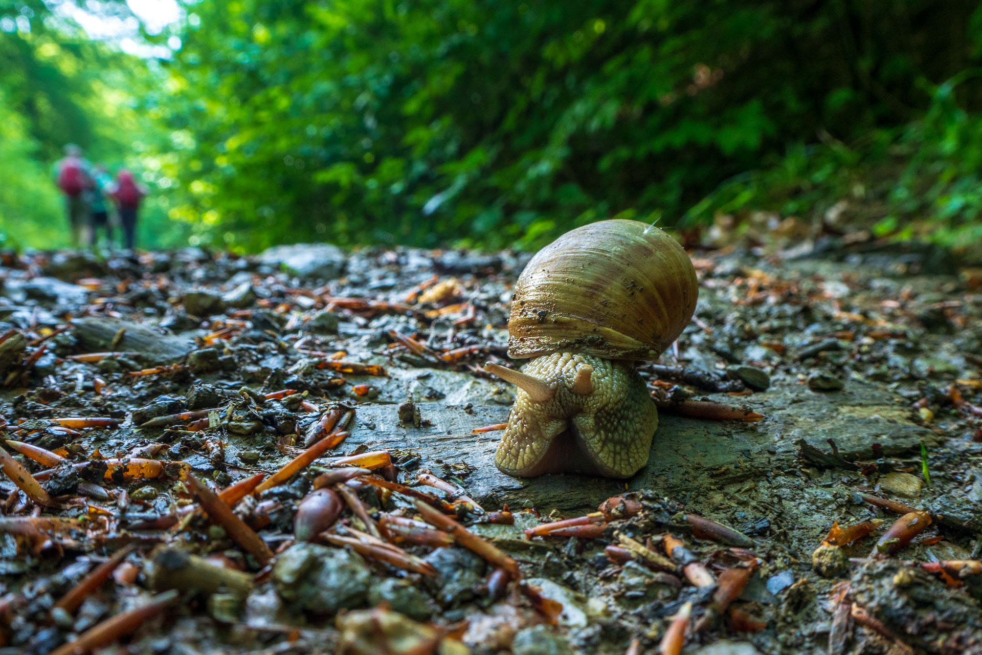 Gerlašská skala a Zvonárka z Honcov (Slovenský kras)