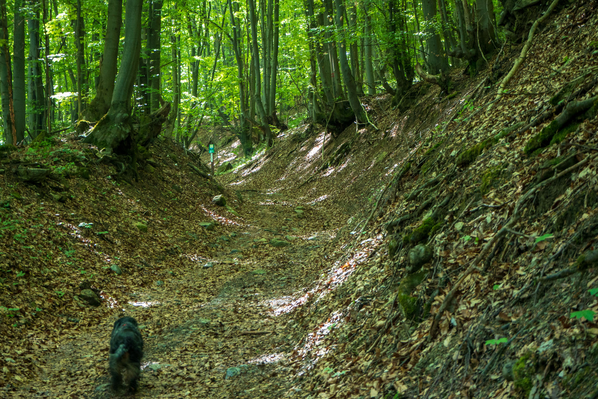 Gerlašská skala a Zvonárka z Honcov (Slovenský kras)