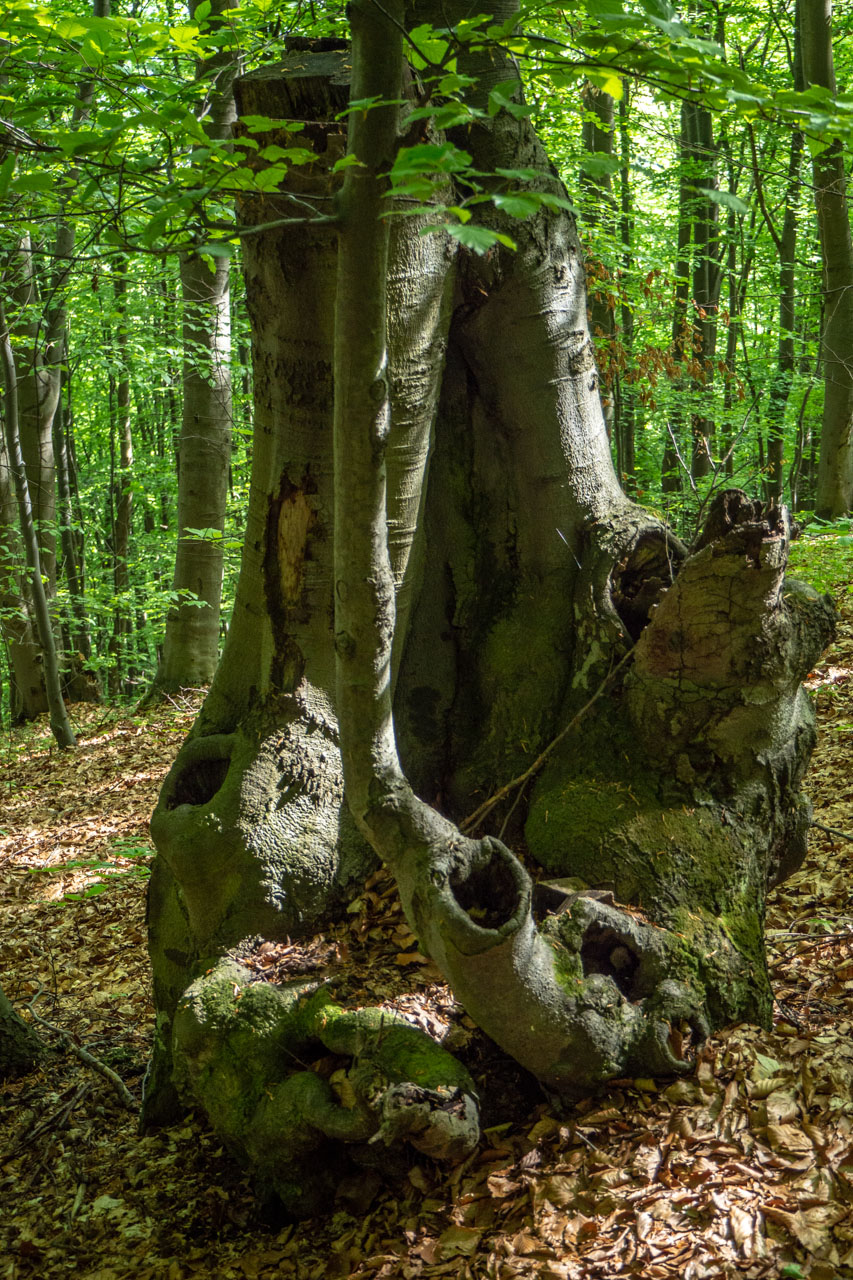 Gerlašská skala a Zvonárka z Honcov (Slovenský kras)