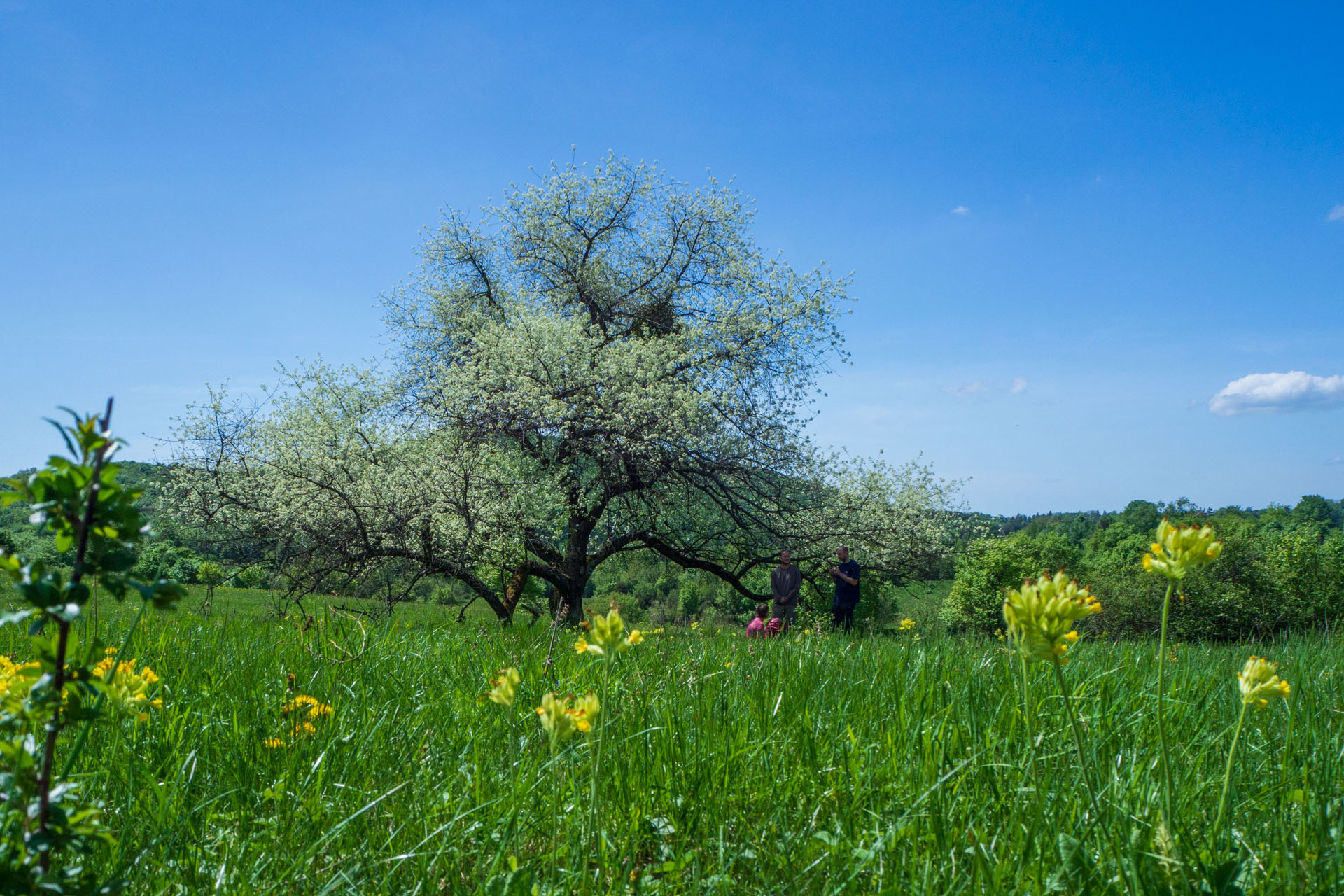 Gerlašská skala a Zvonárka z Honcov (Slovenský kras)