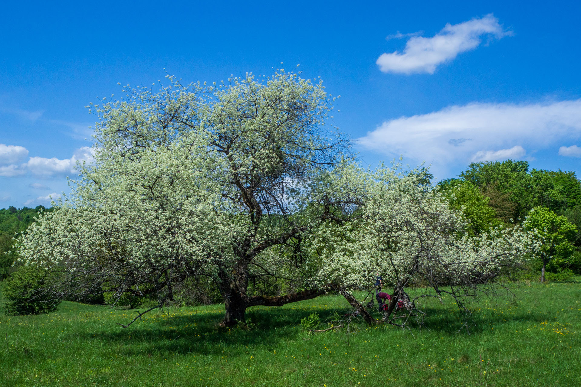 Gerlašská skala a Zvonárka z Honcov (Slovenský kras)