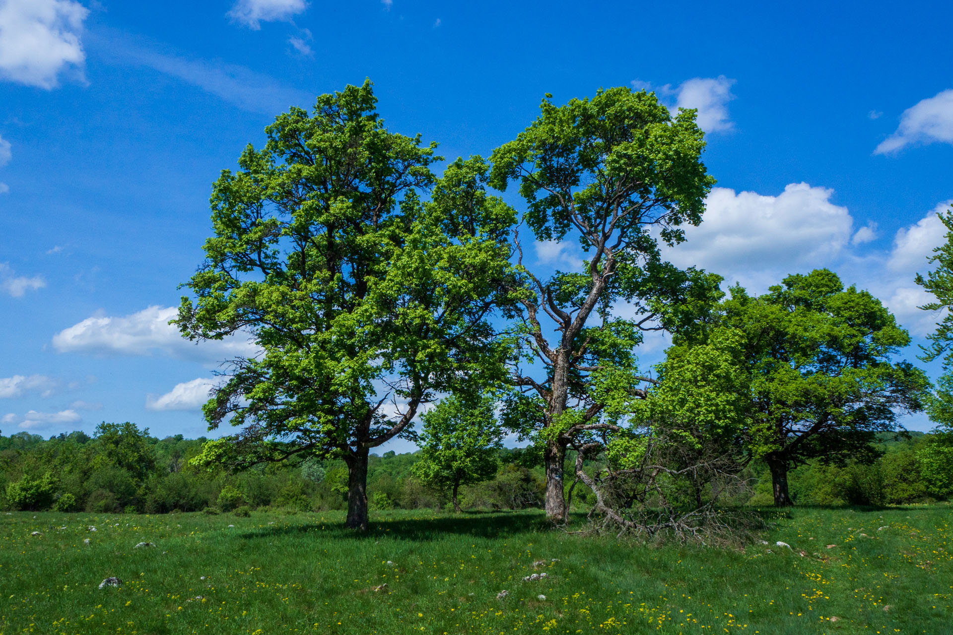 Gerlašská skala a Zvonárka z Honcov (Slovenský kras)