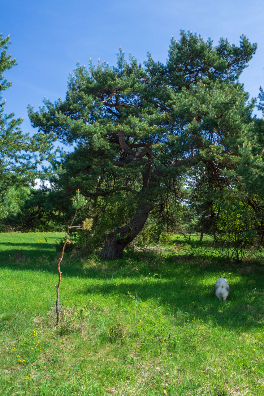 Gerlašská skala a Zvonárka z Honcov (Slovenský kras)