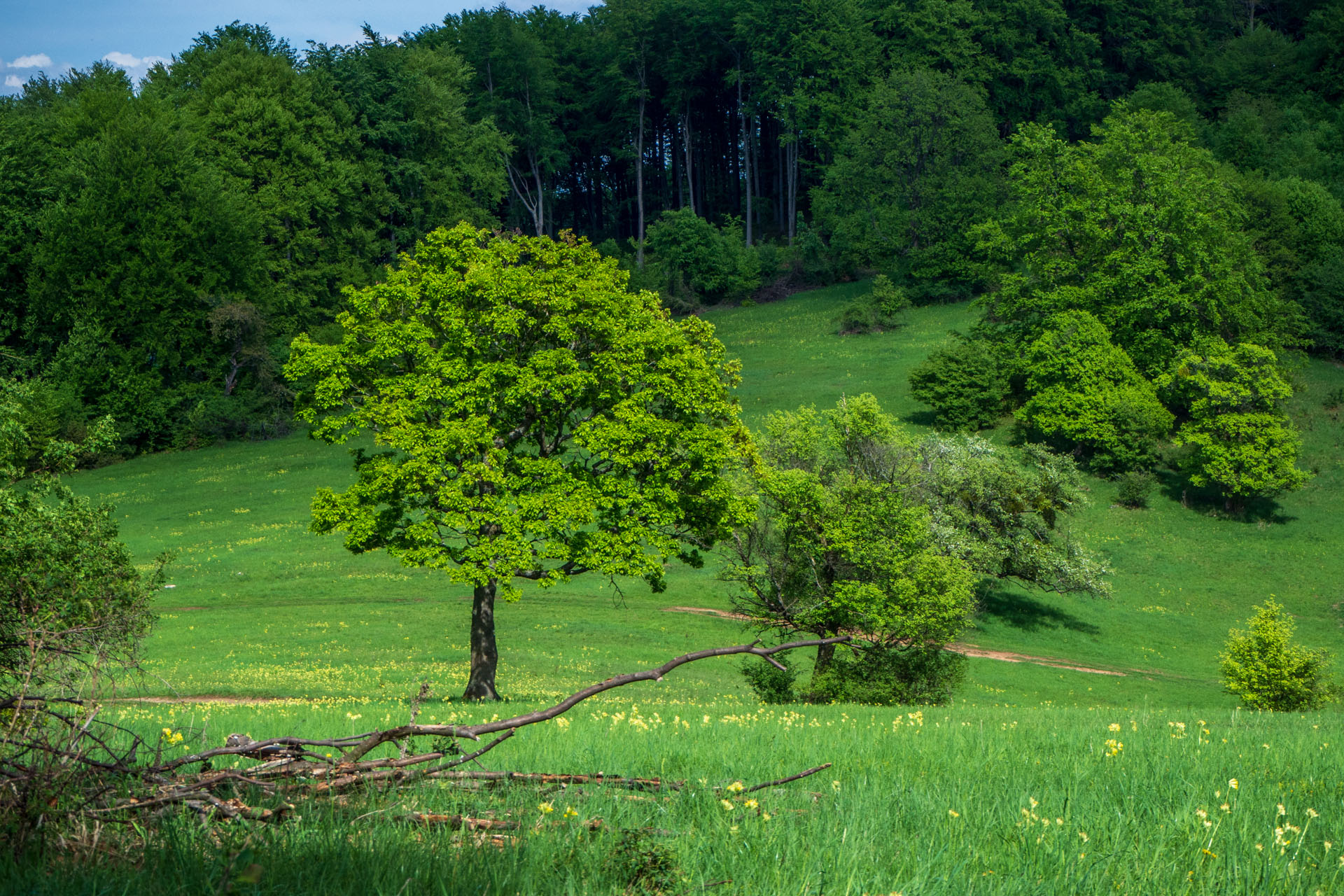 Gerlašská skala a Zvonárka z Honcov (Slovenský kras)