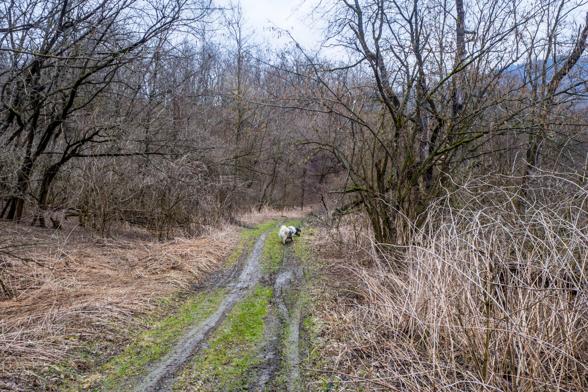 Koprášsky viadukt, Koprášsky a Slavošovský tunel zo Slavošoviec (Stolické vrchy)