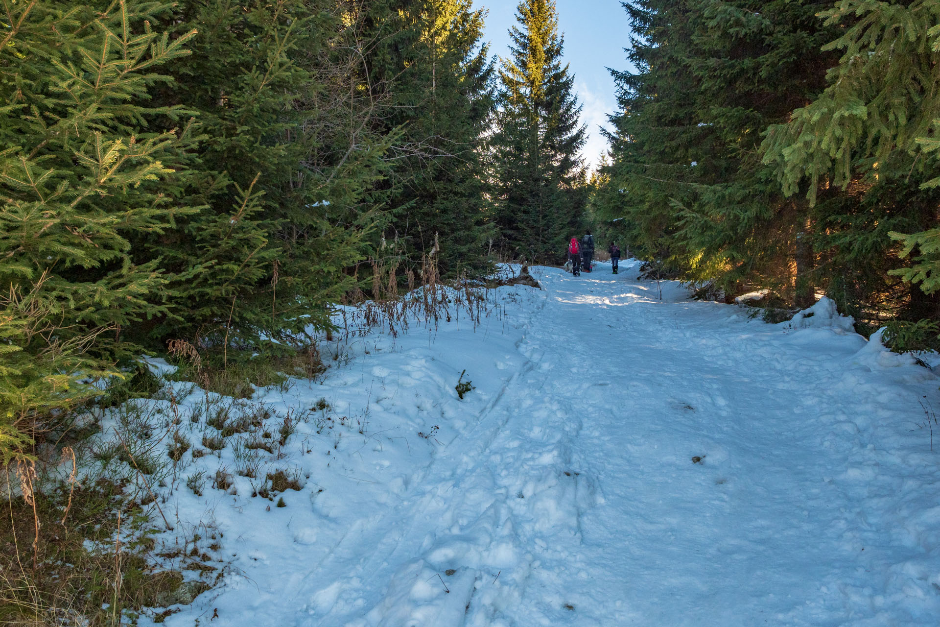 Kráľova hoľa zo Šumiaca (Nízke Tatry)