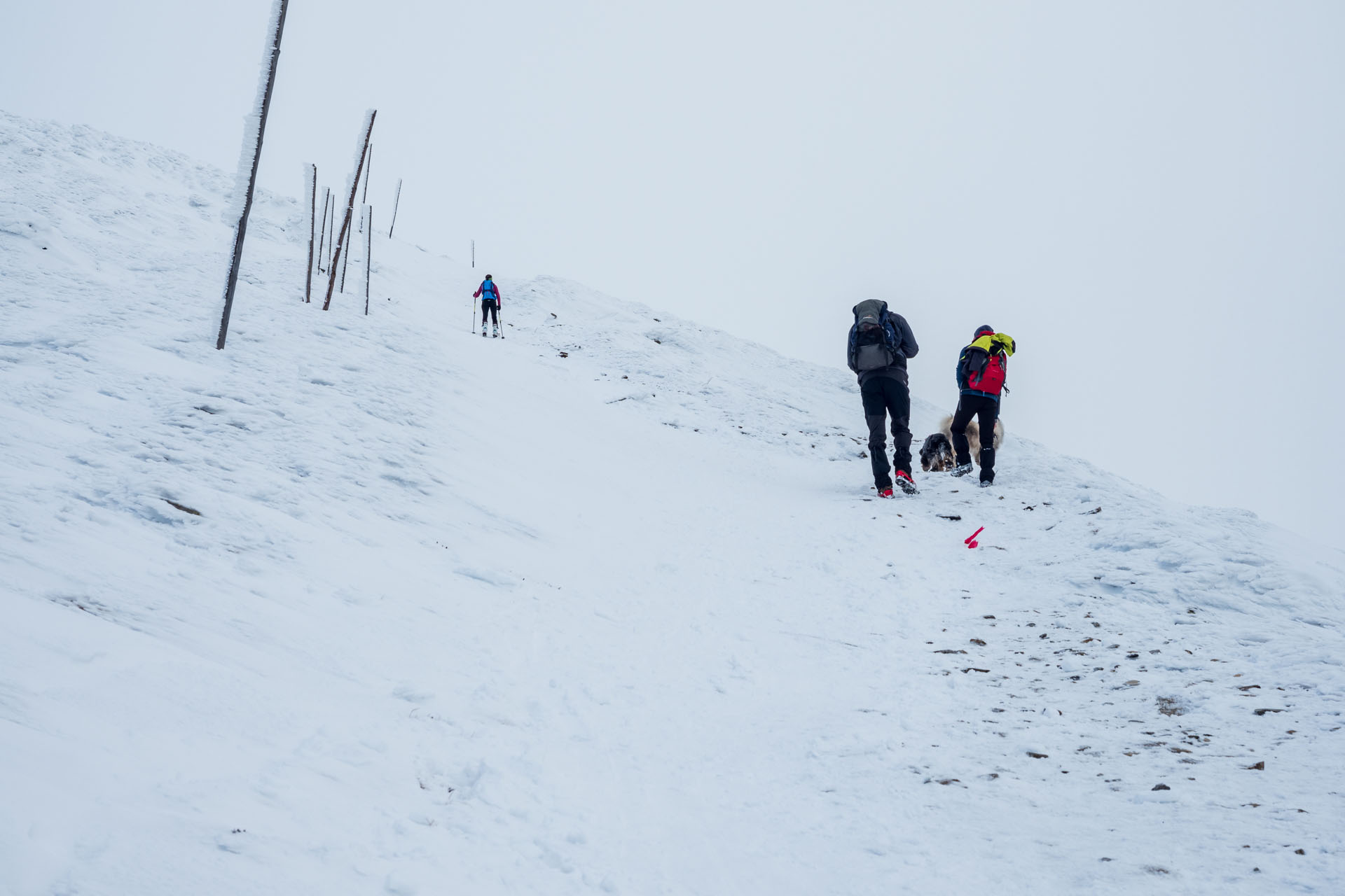 Kráľova hoľa zo Šumiaca (Nízke Tatry)