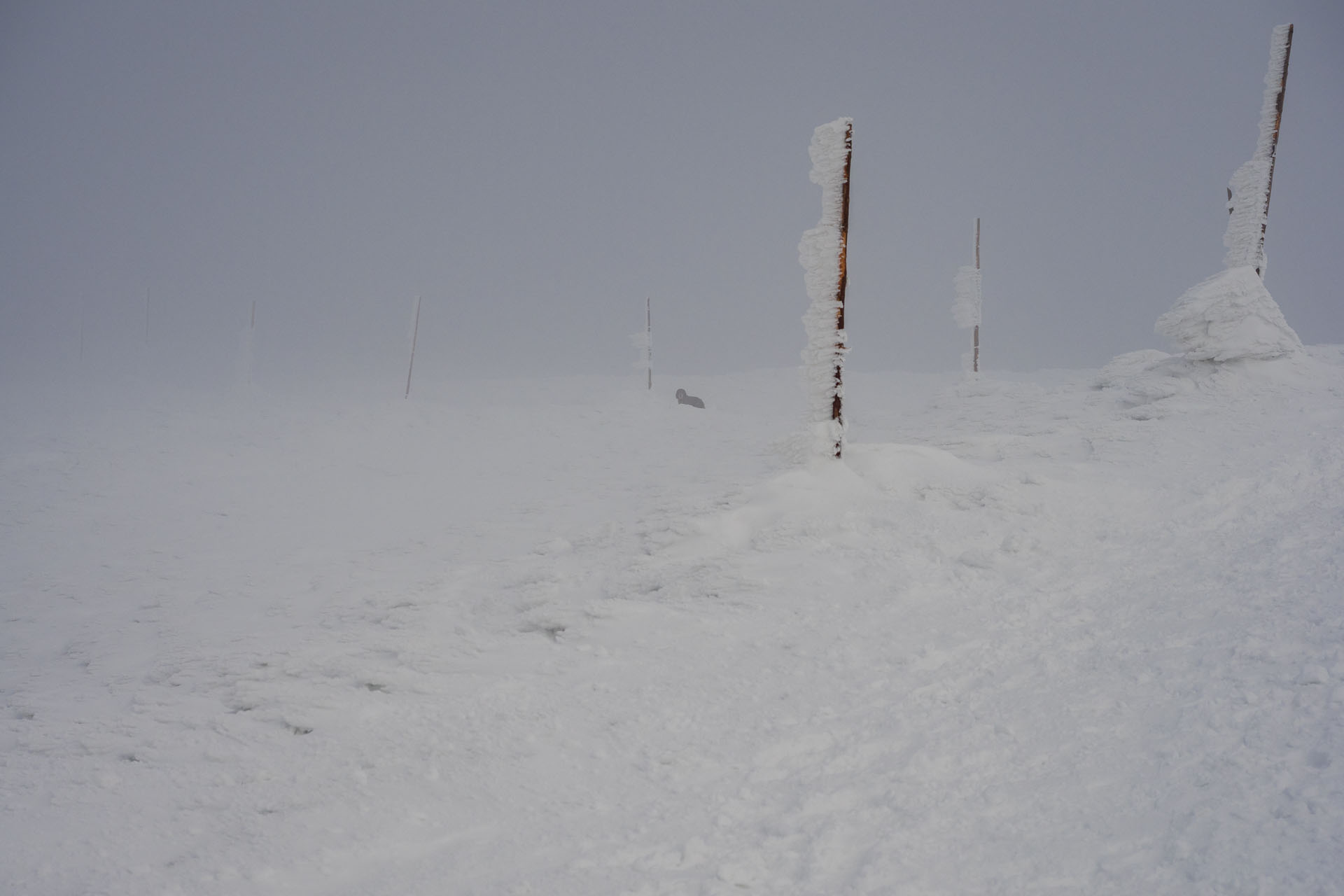 Kráľova hoľa zo Šumiaca (Nízke Tatry)