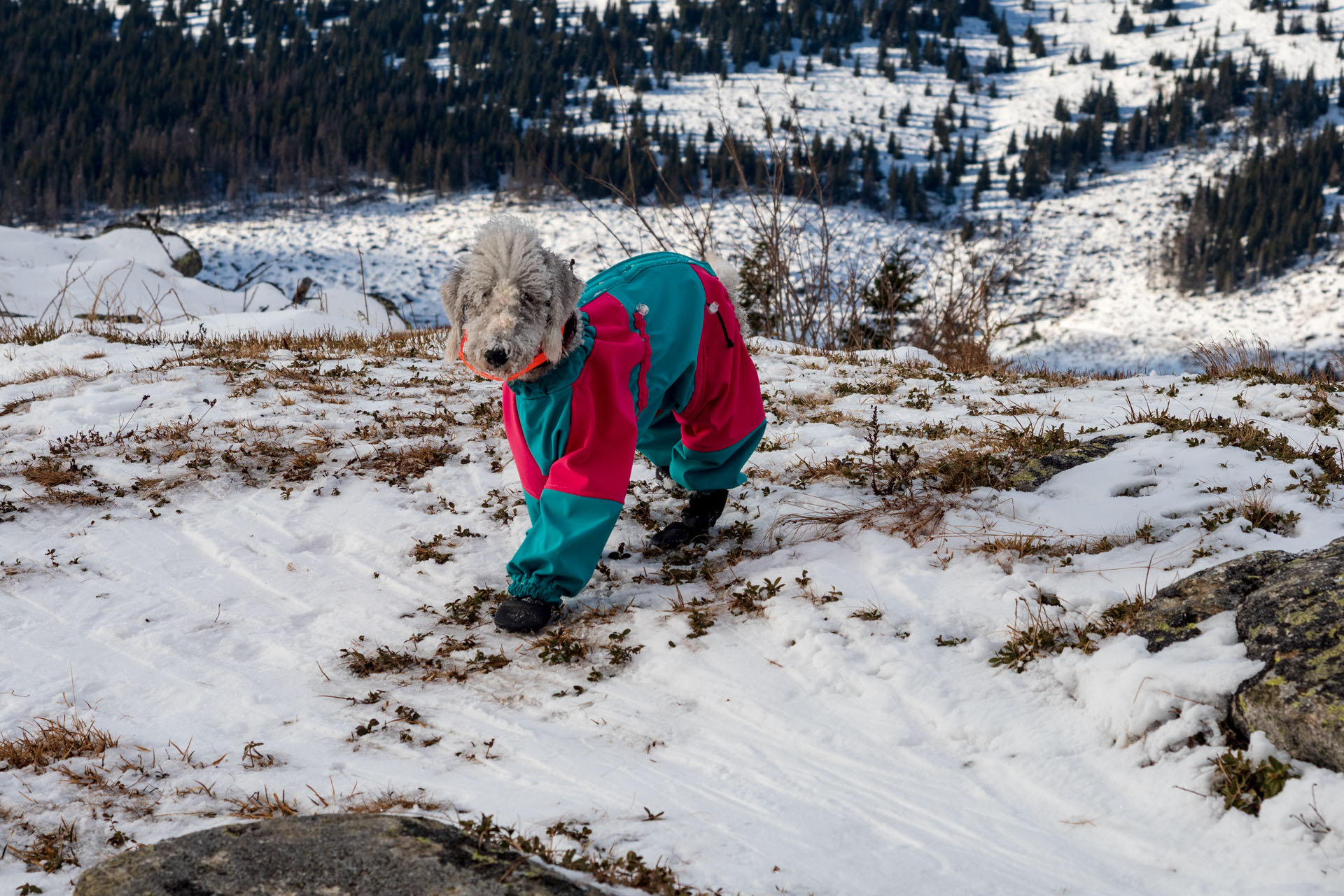 Kráľova hoľa zo Šumiaca (Nízke Tatry)