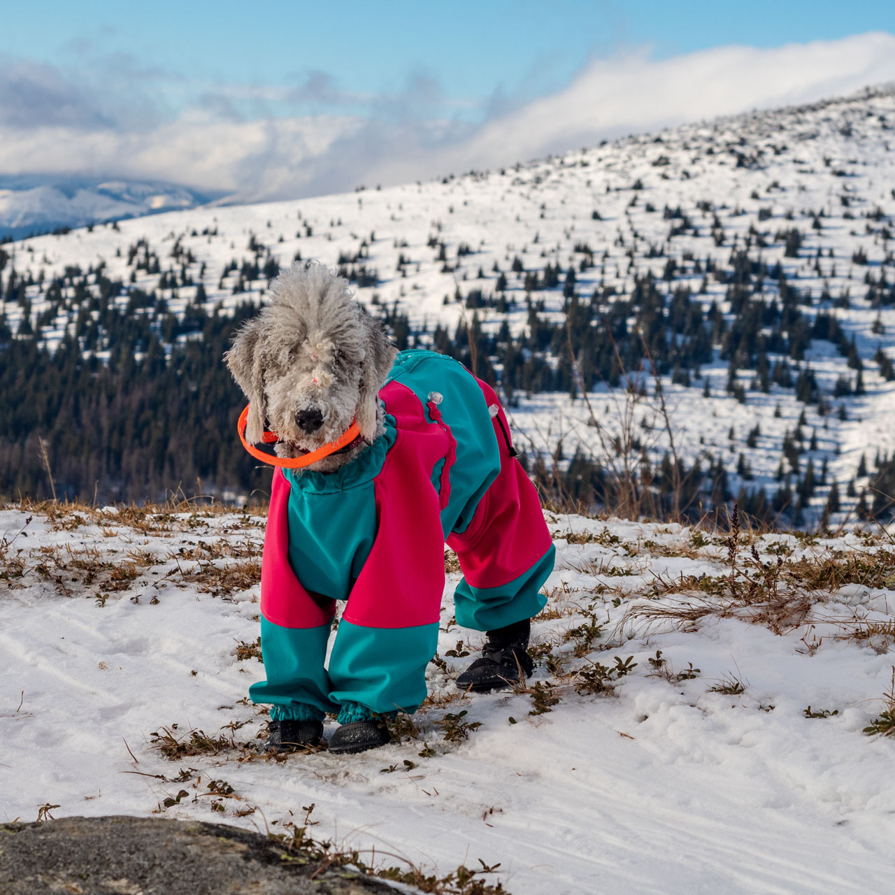 Kráľova hoľa zo Šumiaca (Nízke Tatry)