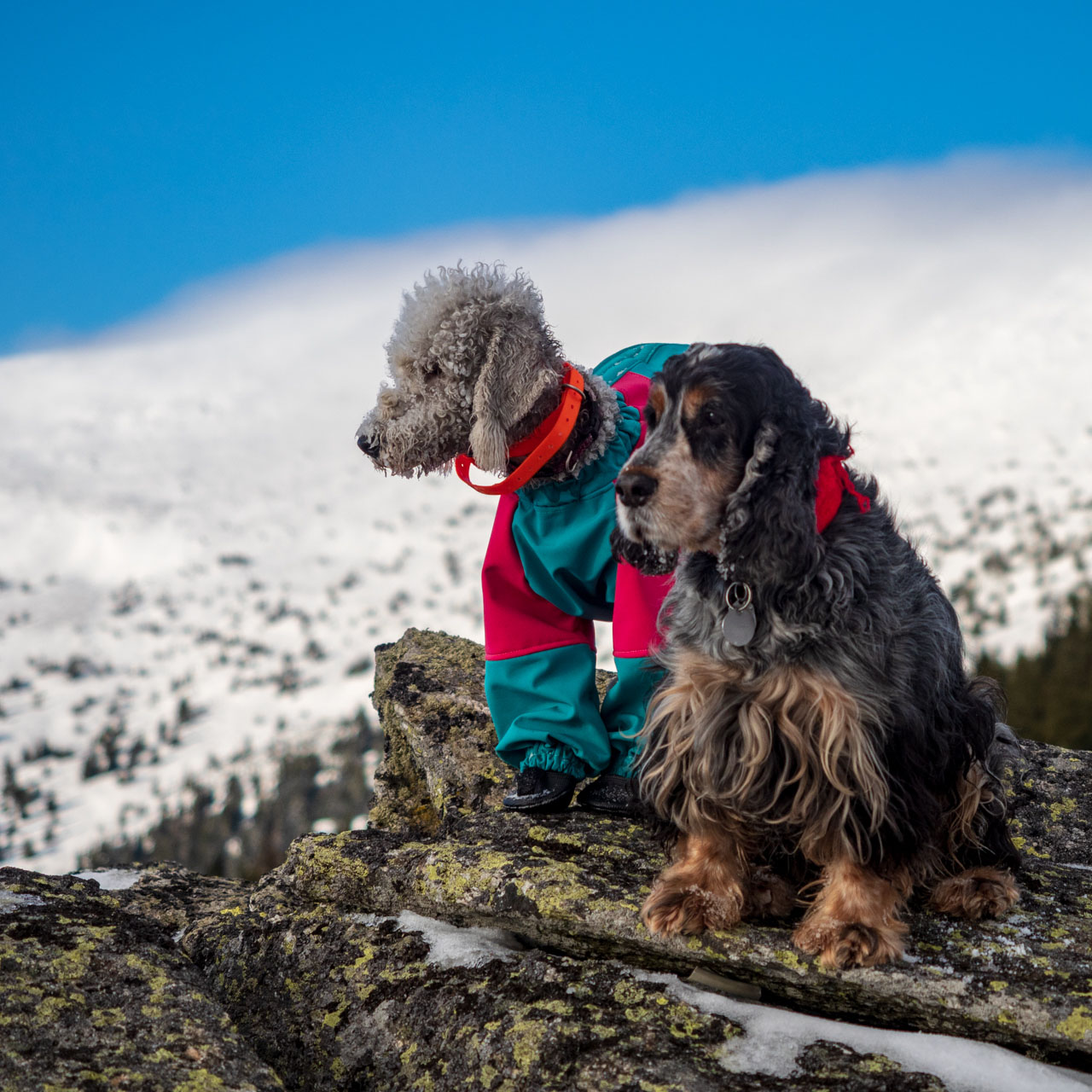 Kráľova hoľa zo Šumiaca (Nízke Tatry)