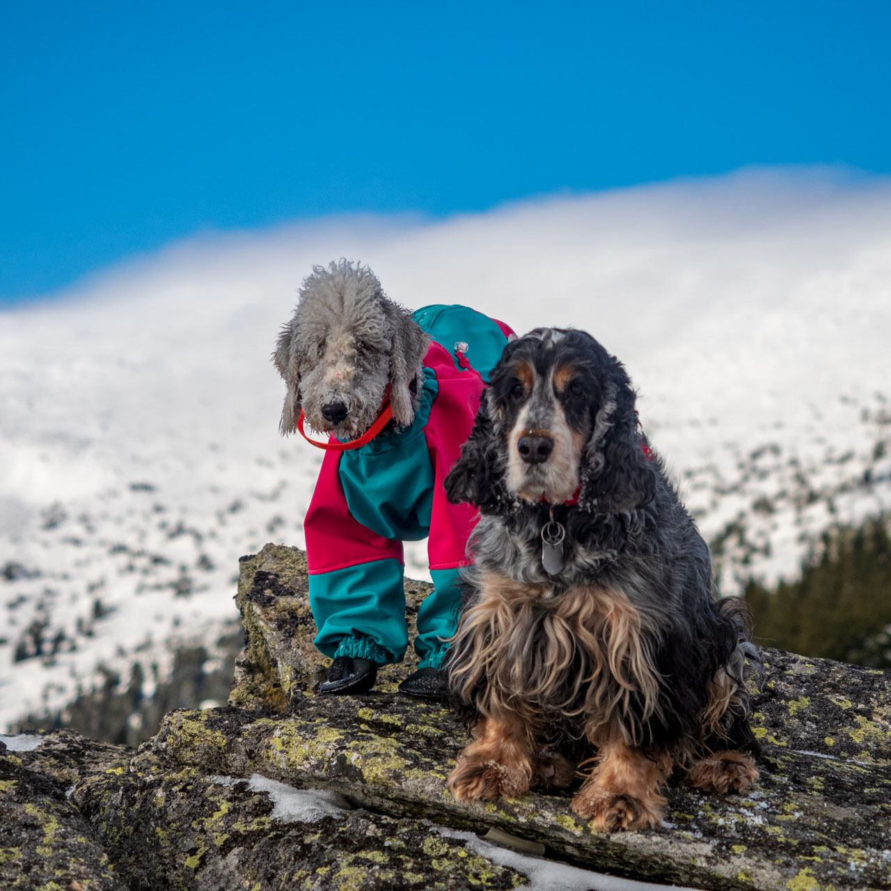 Kráľova hoľa zo Šumiaca (Nízke Tatry)